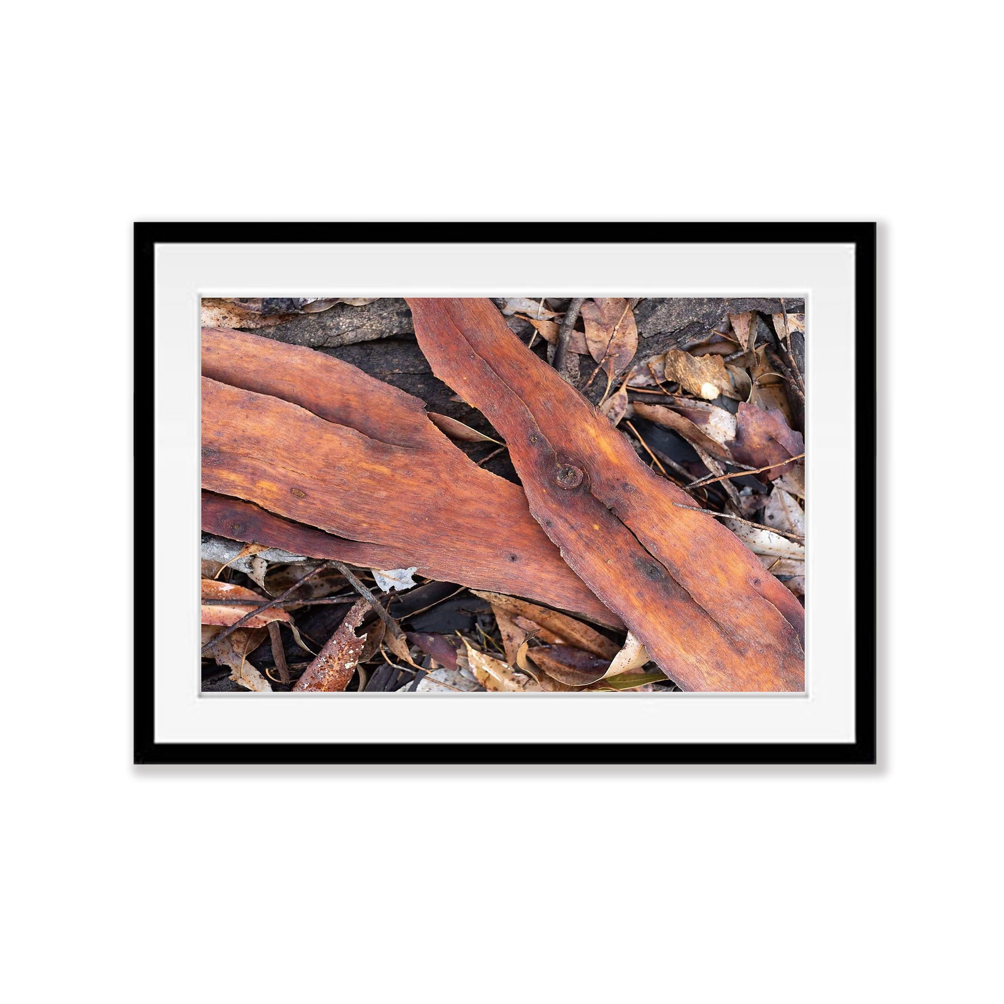 Leaf Litter No.2, Kangaroo Island, South Australia