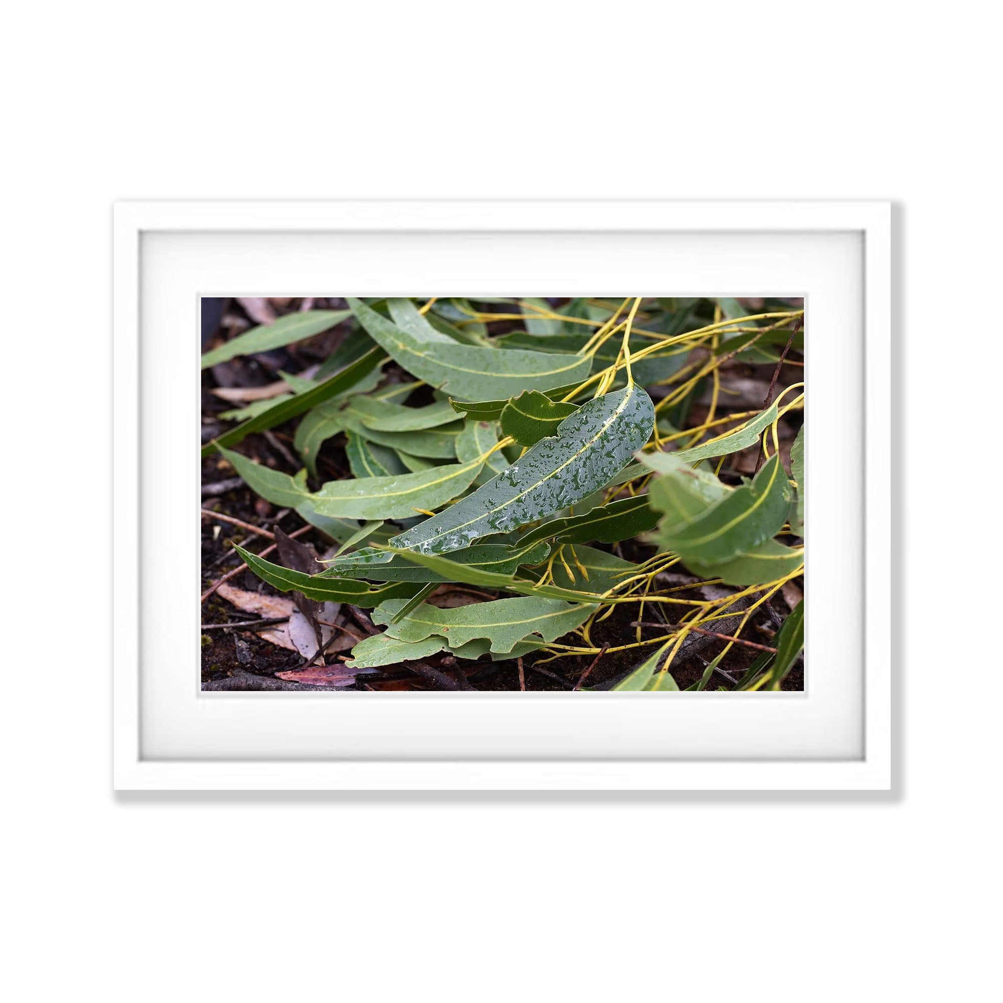 Leaf Litter No.3, Kangaroo Island, South Australia