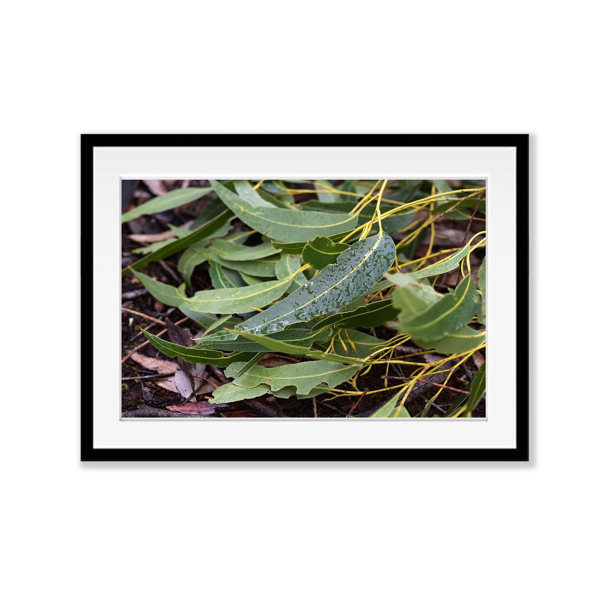 Leaf Litter No.3, Kangaroo Island, South Australia