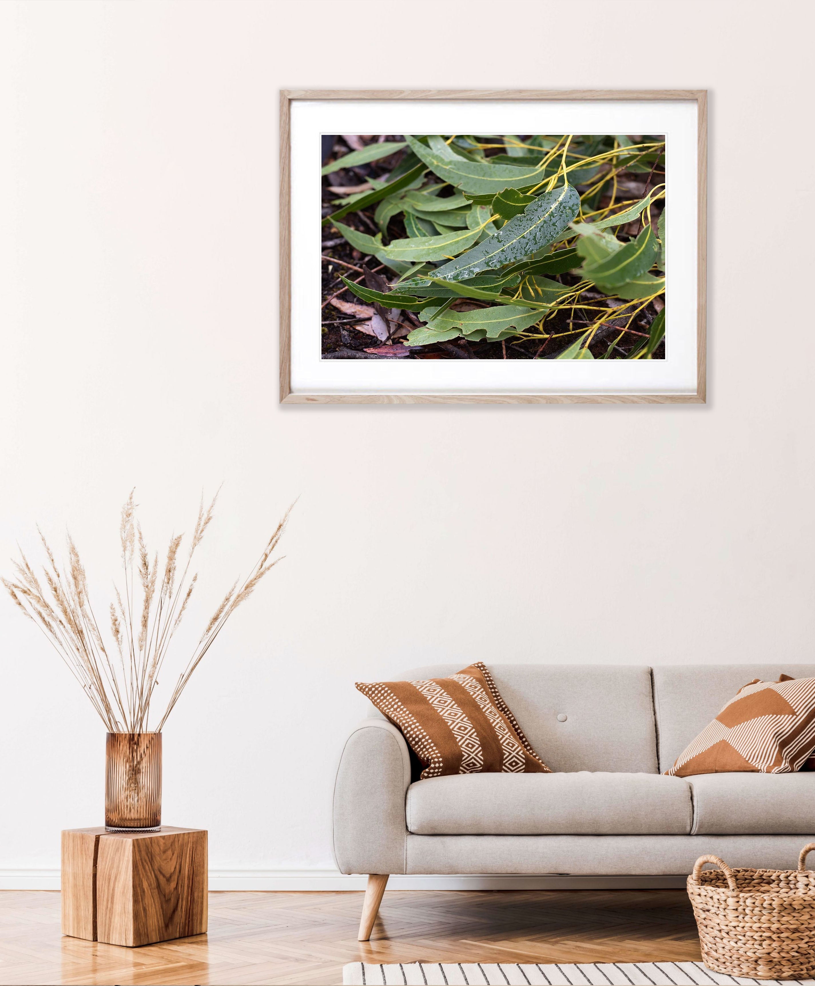 Leaf Litter No.3, Kangaroo Island, South Australia