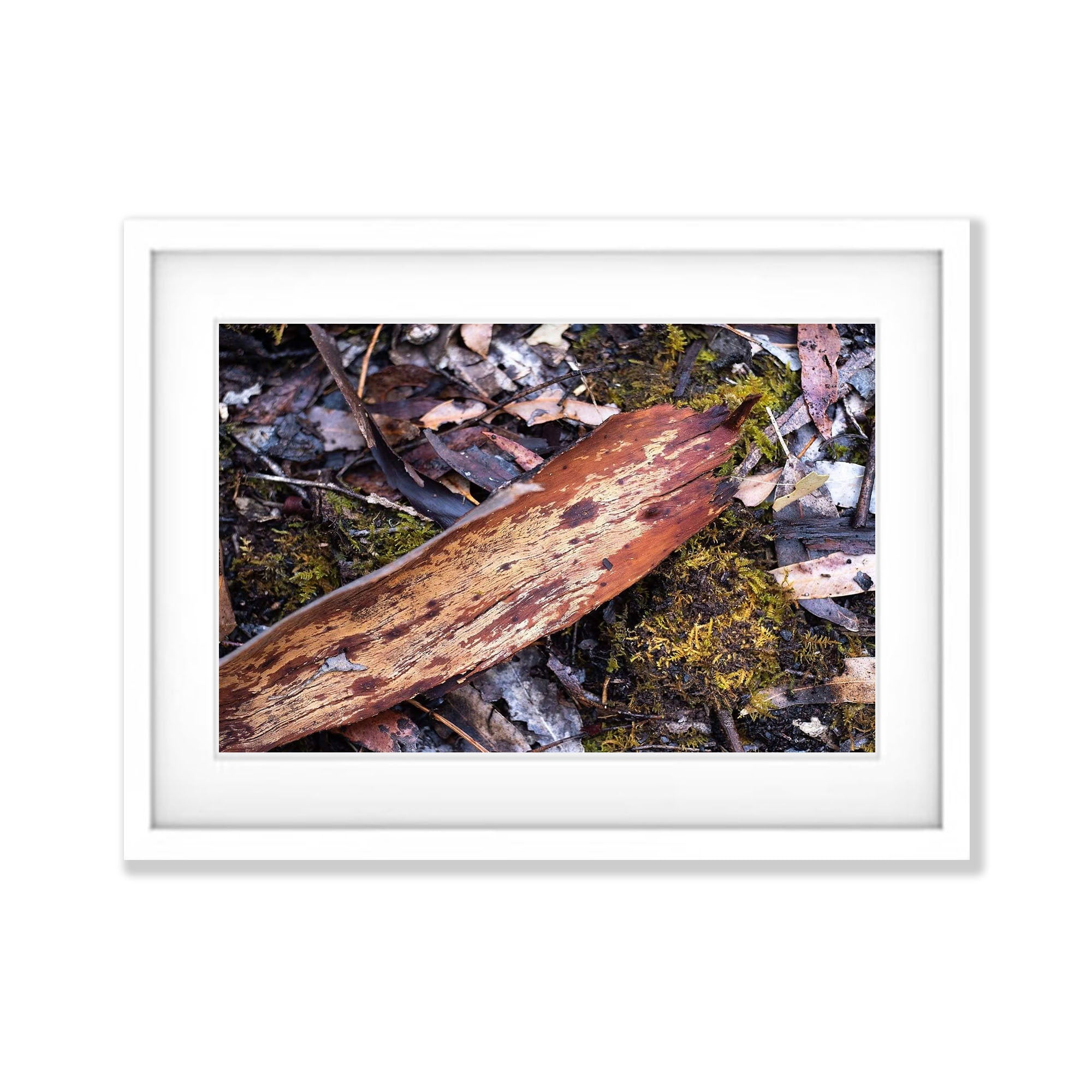 Leaf Litter No.4, Kangaroo Island, South Australia