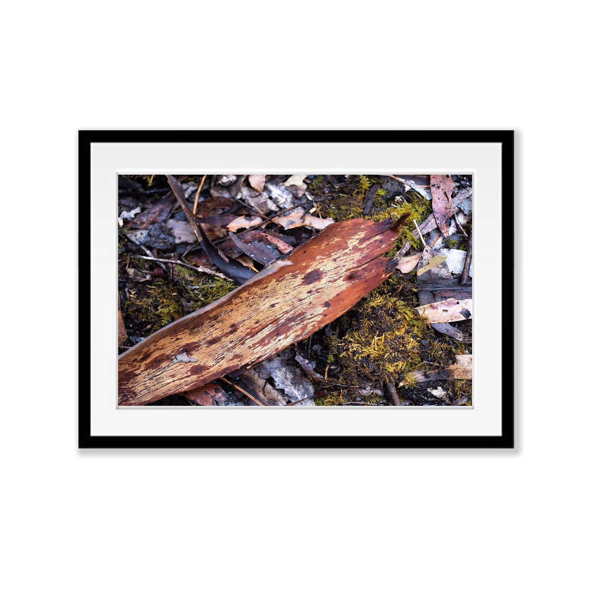 Leaf Litter No.4, Kangaroo Island, South Australia