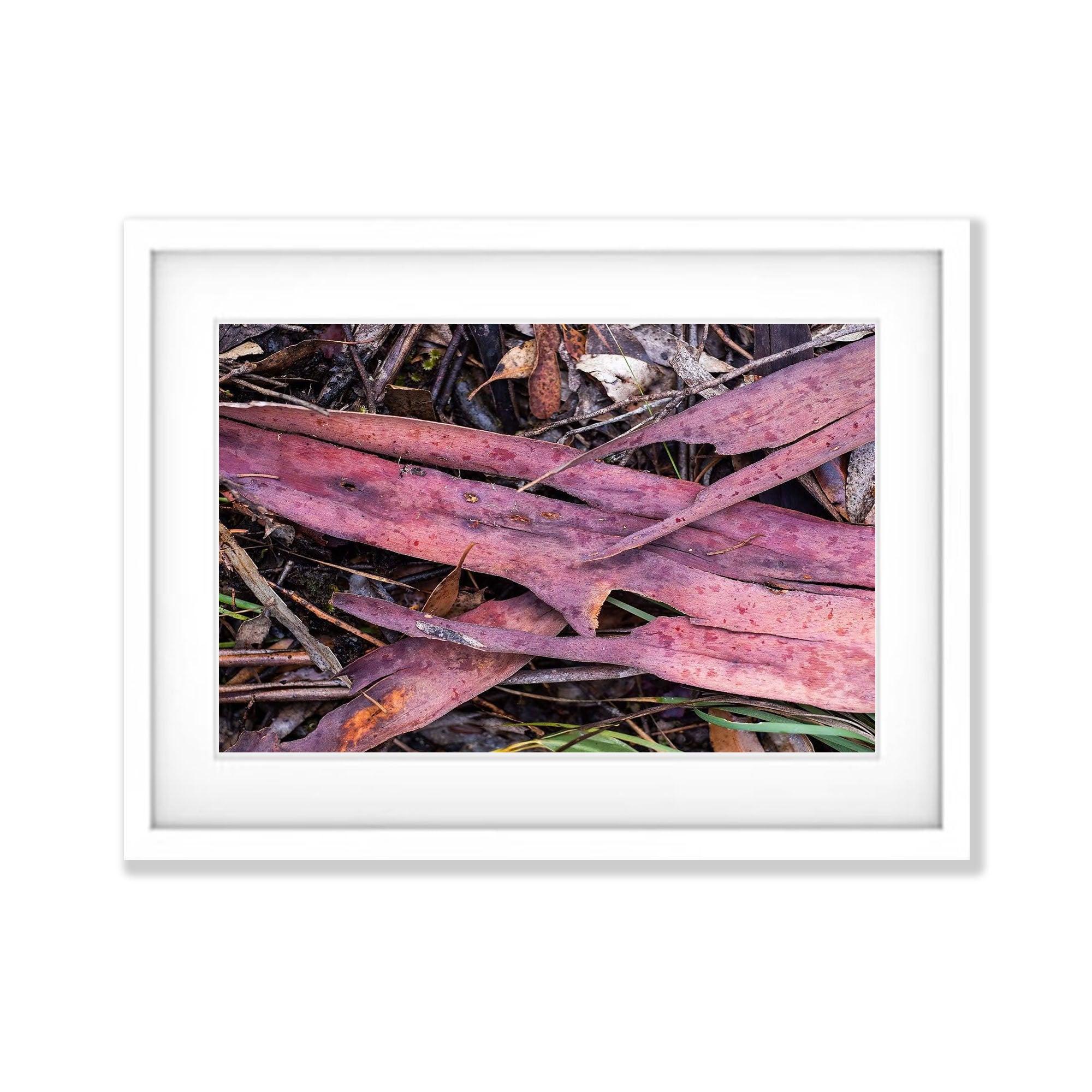 Leaf Litter No.5, Kangaroo Island, South Australia