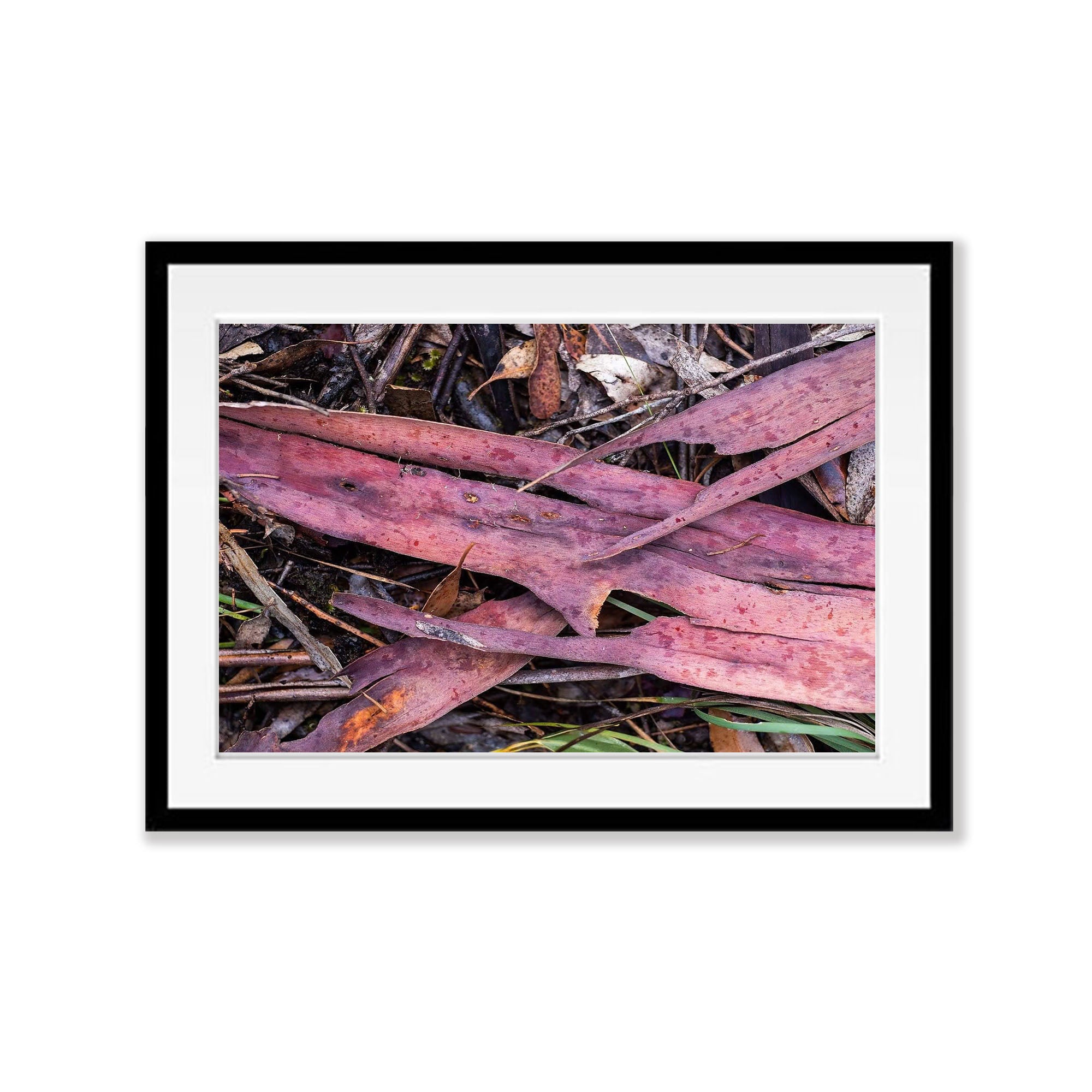 Leaf Litter No.5, Kangaroo Island, South Australia