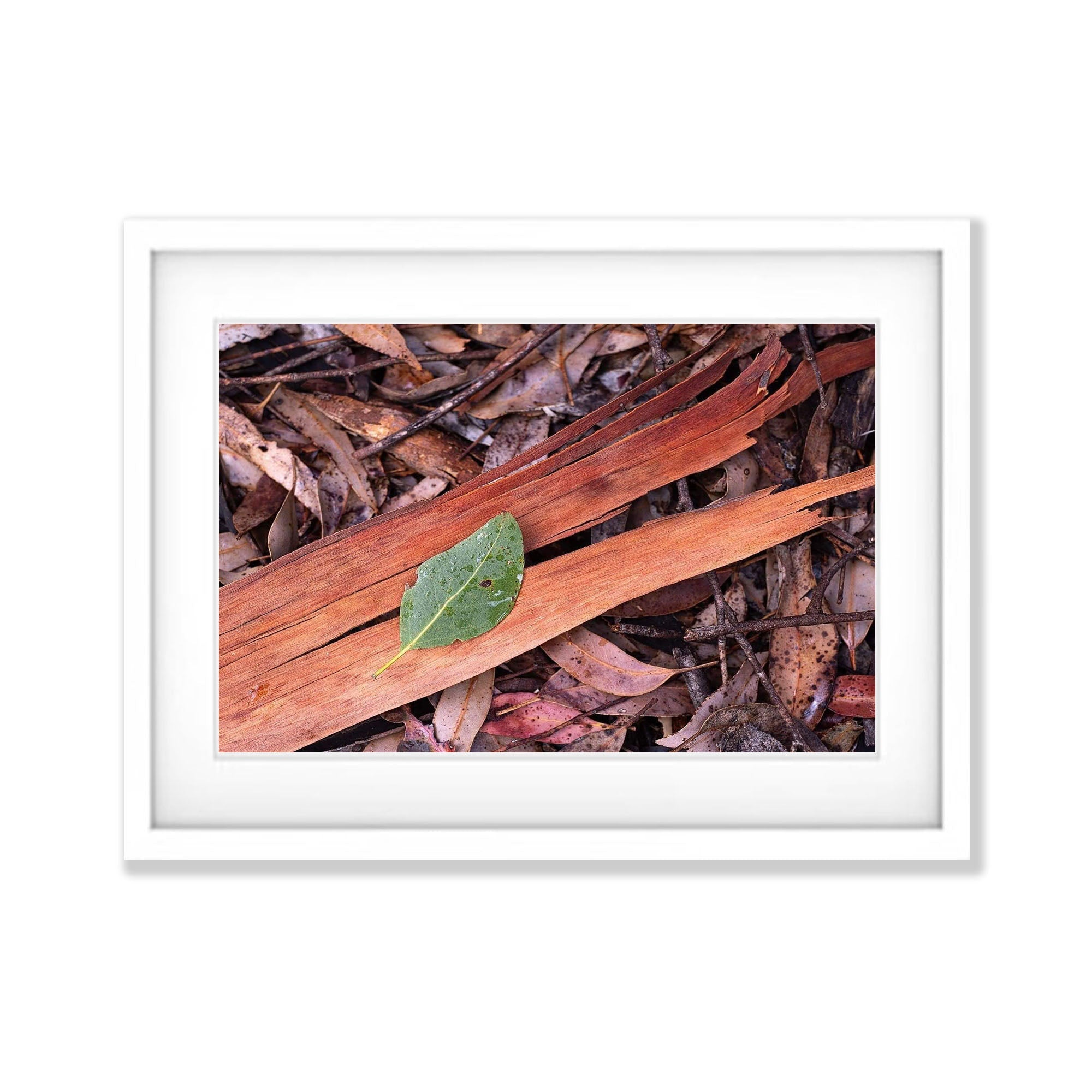 Leaf Litter, Kangaroo Island, South Australia