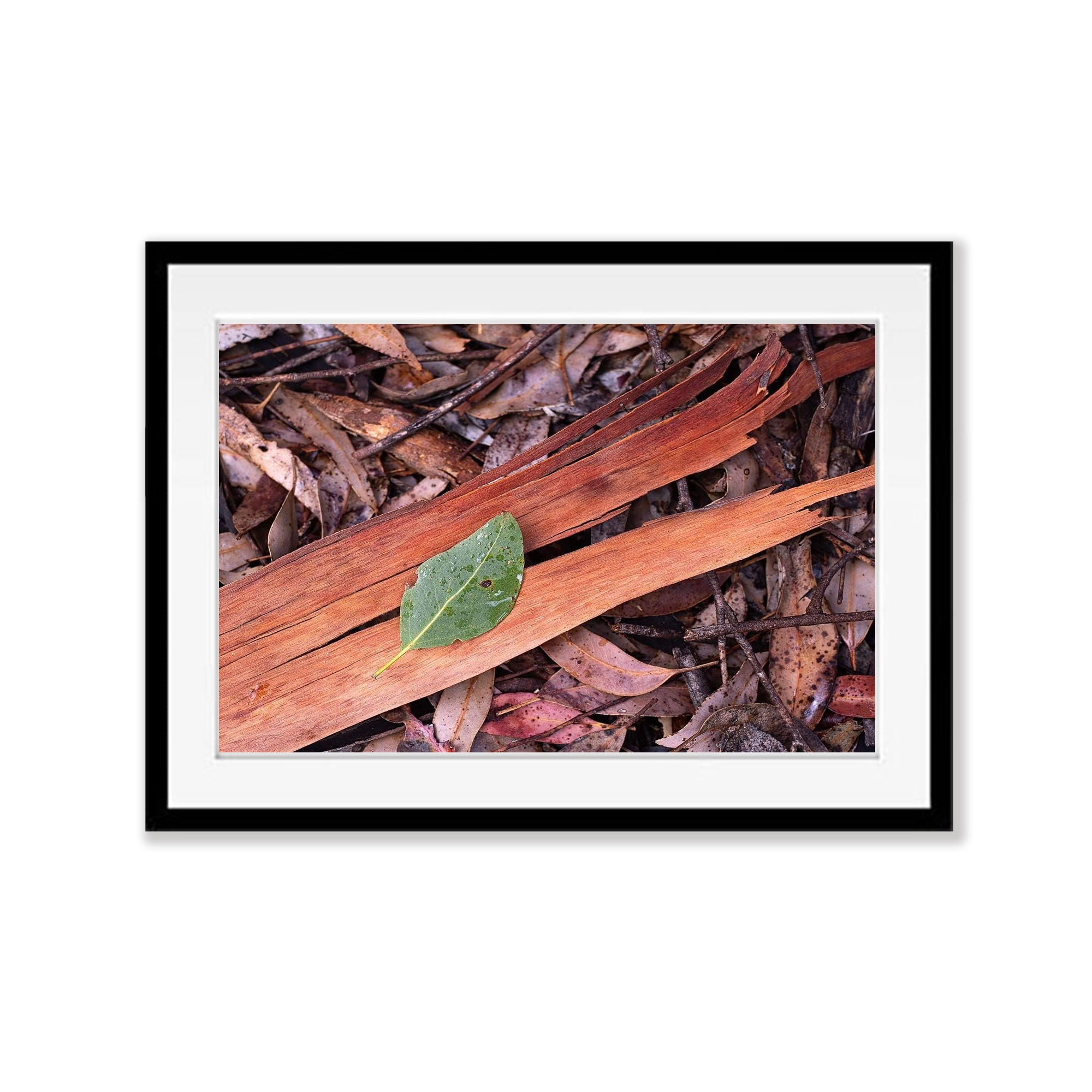 Leaf Litter, Kangaroo Island, South Australia