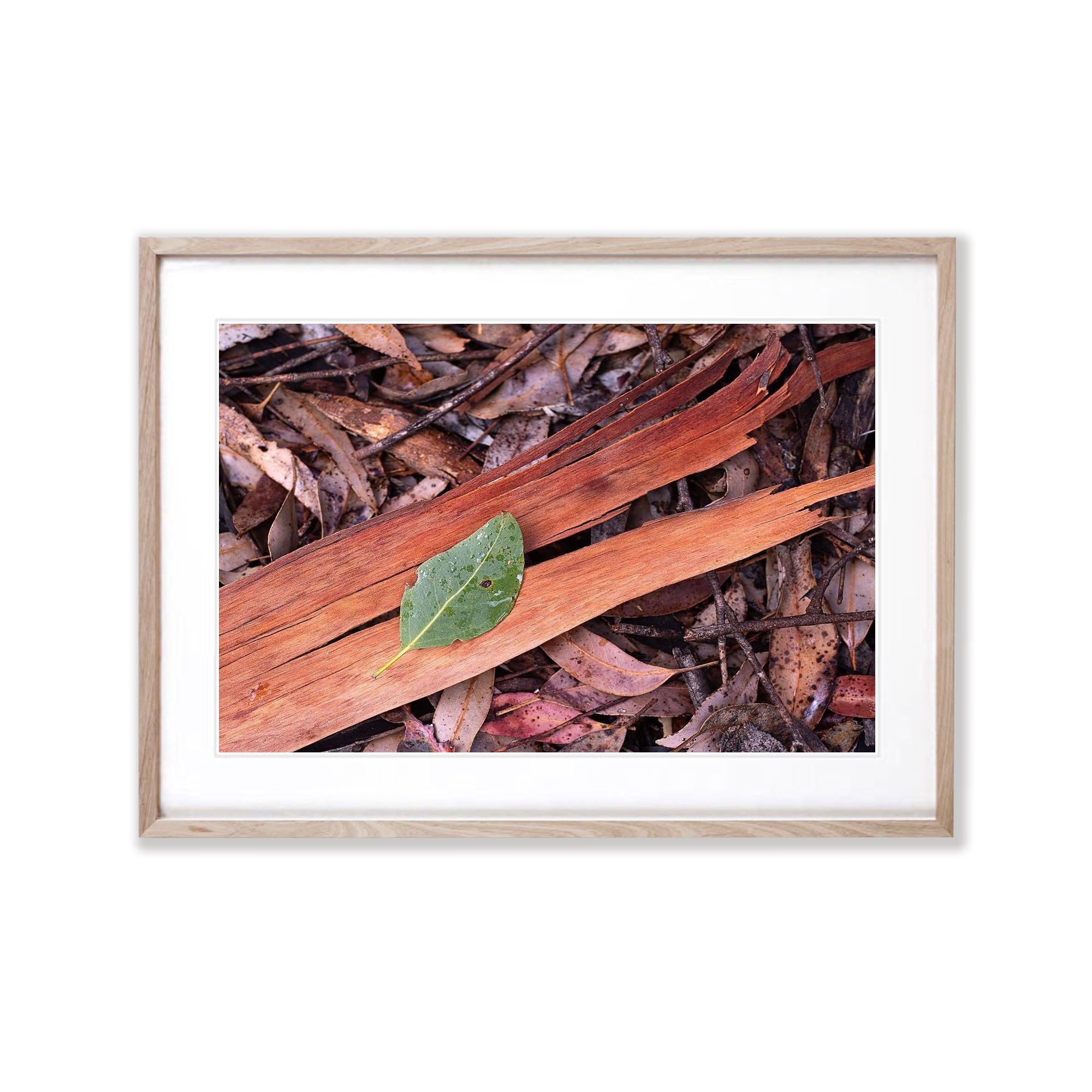 Leaf Litter, Kangaroo Island, South Australia