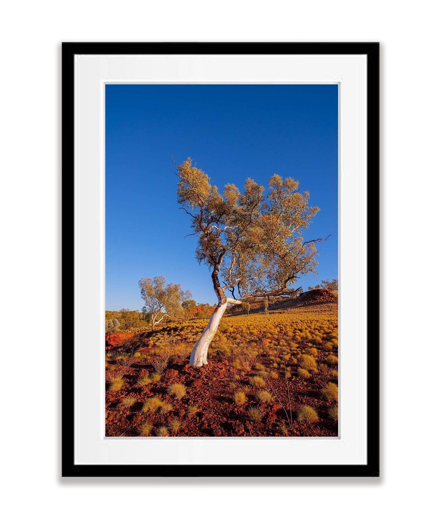 Leaning Snappy Gum, Karijini, The Pilbara