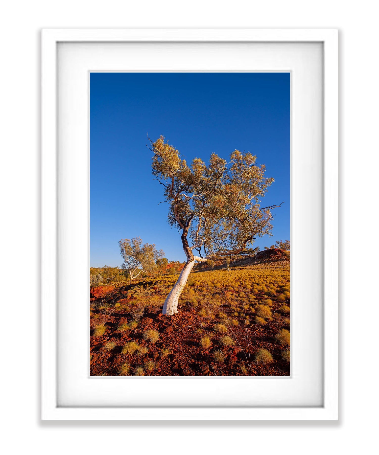 Leaning Snappy Gum, Karijini, The Pilbara