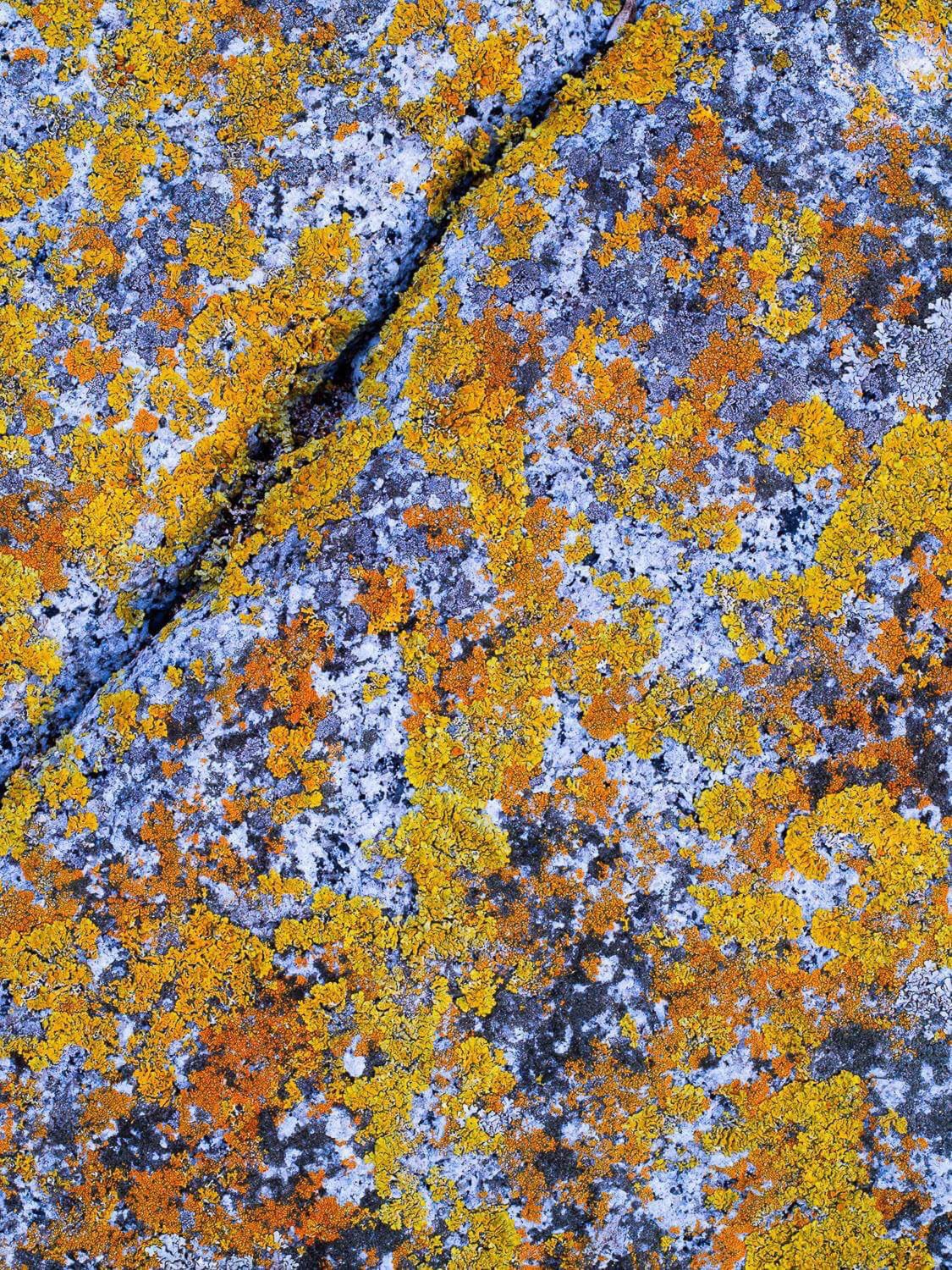 The beautiful rocky surface with a lot of colorful autumn leaves fallen, Lichen on rock, Bay of Fires