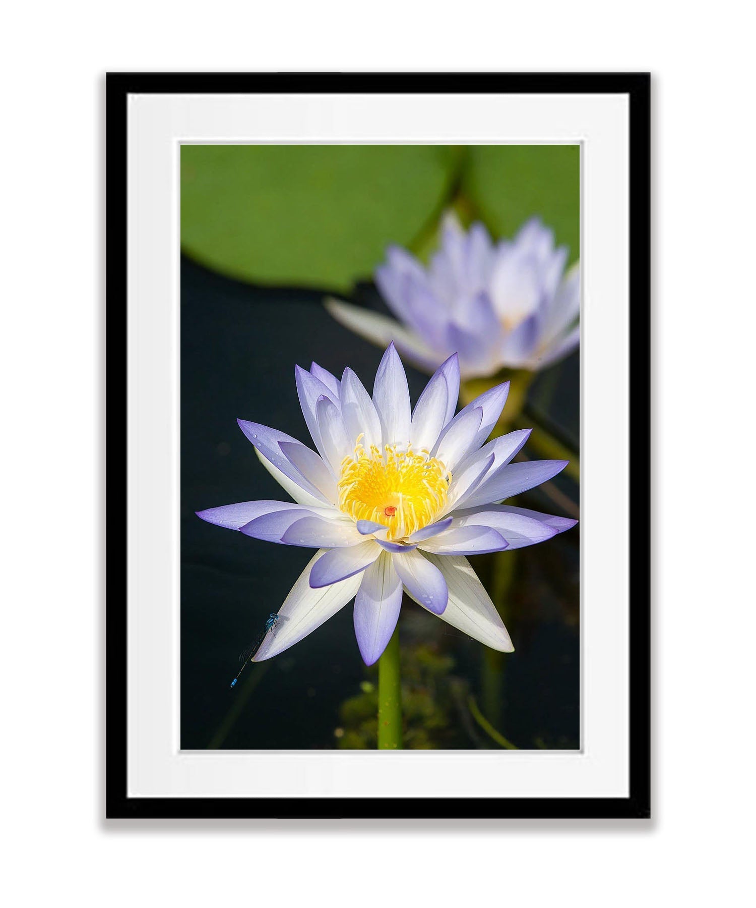 Lily Flower, Arnhem Land, Northern Territory