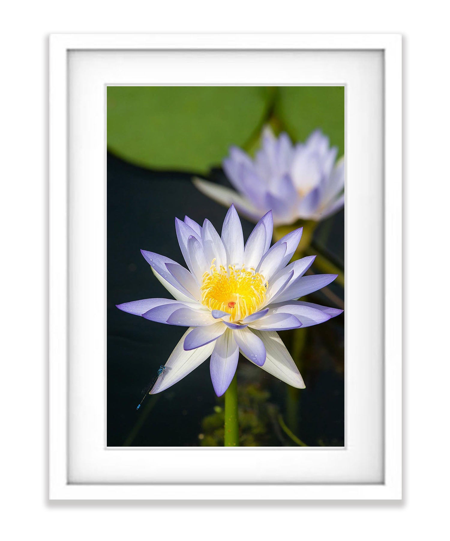 Lily Flower, Arnhem Land, Northern Territory