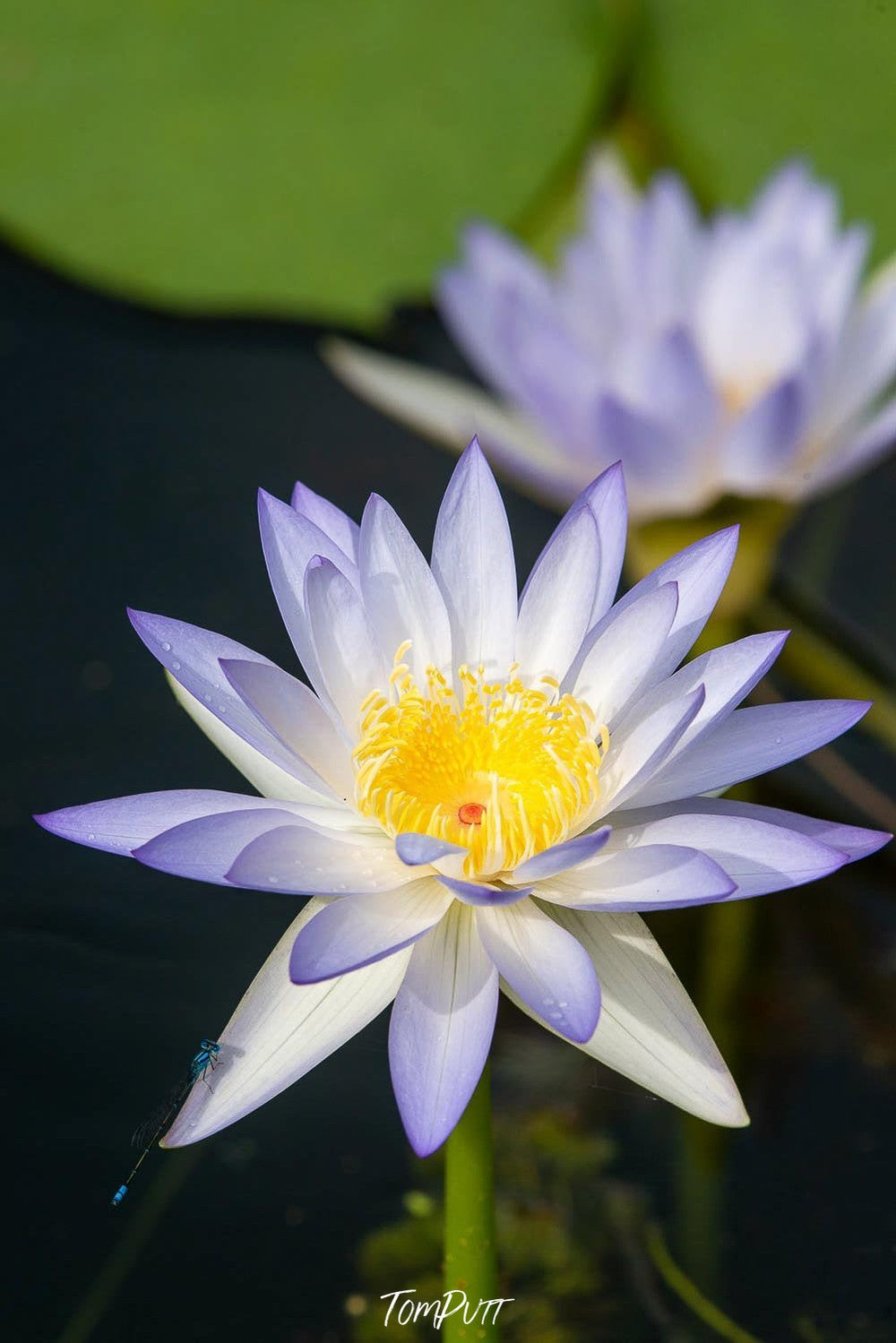 A close-up shot of a beautiful white daisy flower with another one blurred in the background, Arnhem Land 35 - Northern Territory