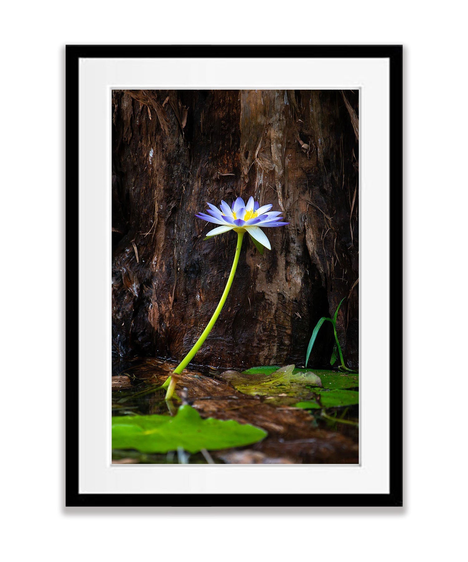 Lily Flower Blue, Arnhem Land, Northern Territory