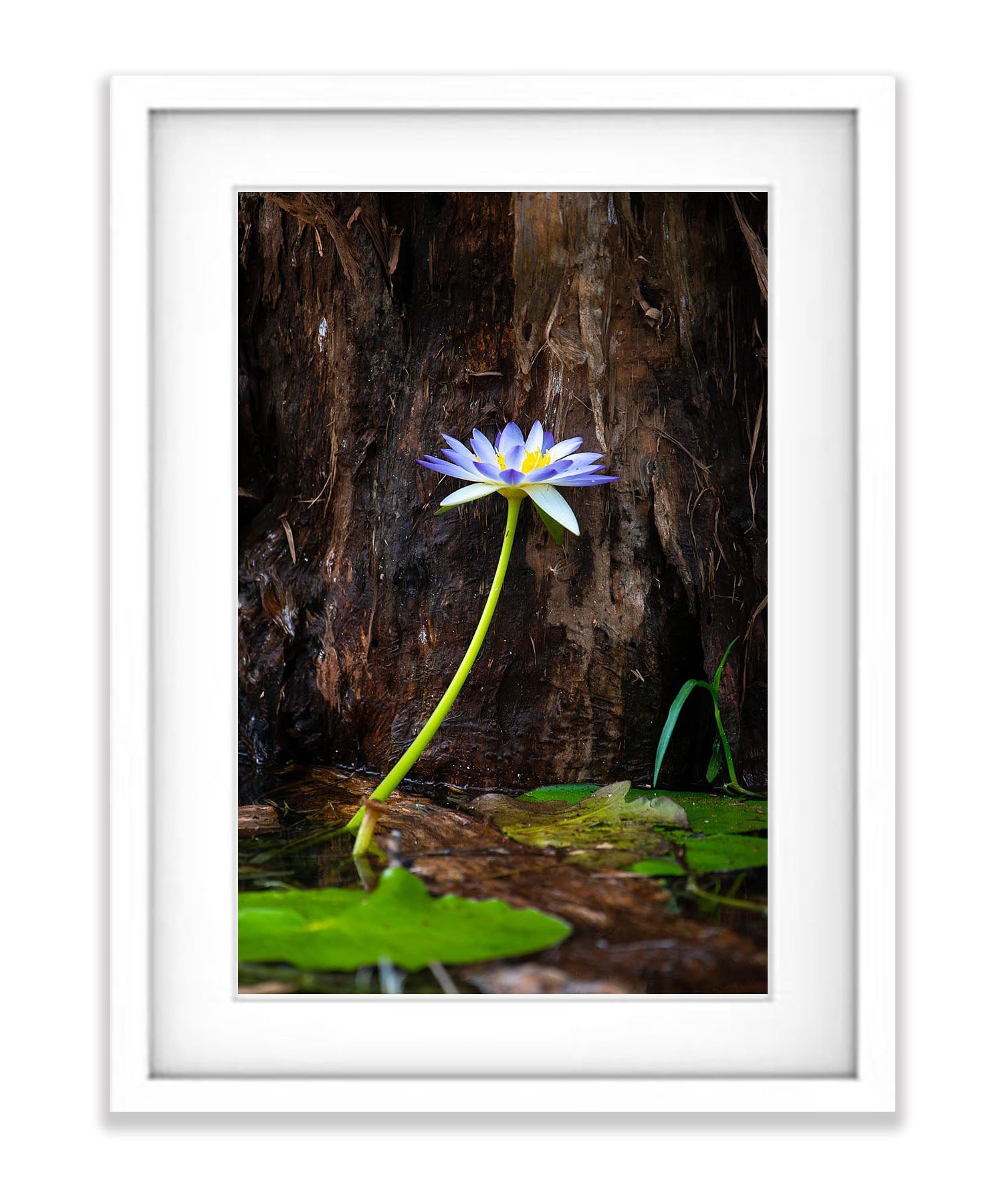 Lily Flower Blue, Arnhem Land, Northern Territory