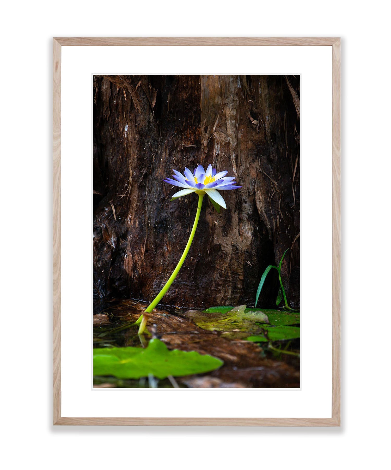 Lily Flower Blue, Arnhem Land, Northern Territory
