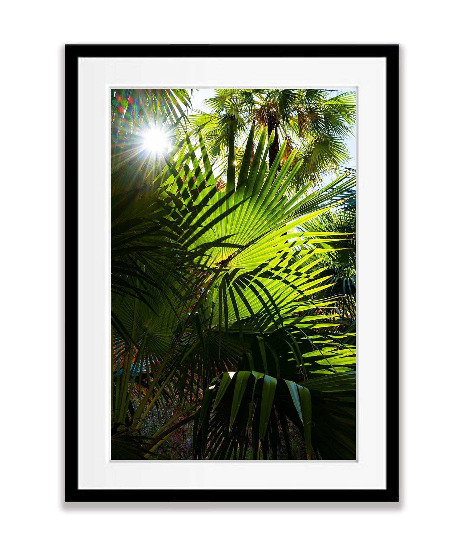 Livistona Palms, El Questro Gorge, The Kimberley, Western Australia