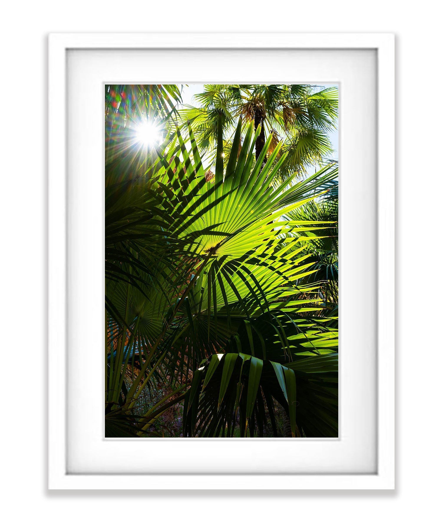 Livistona Palms, El Questro Gorge, The Kimberley, Western Australia