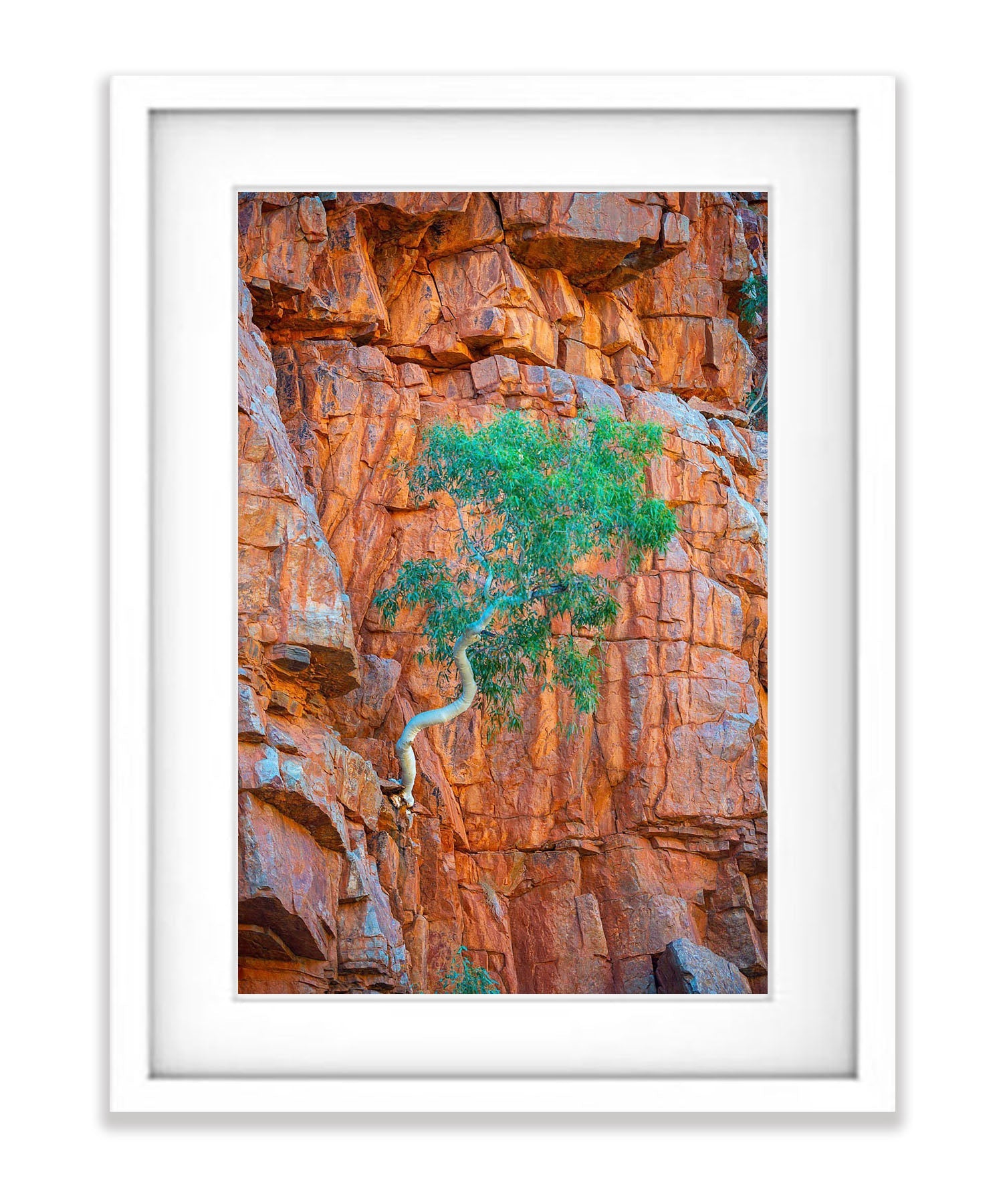 Lone Ghost Gum hanging from a cliff, Ormiston Gorge, West MacDonnell Ranges - Northern Territory