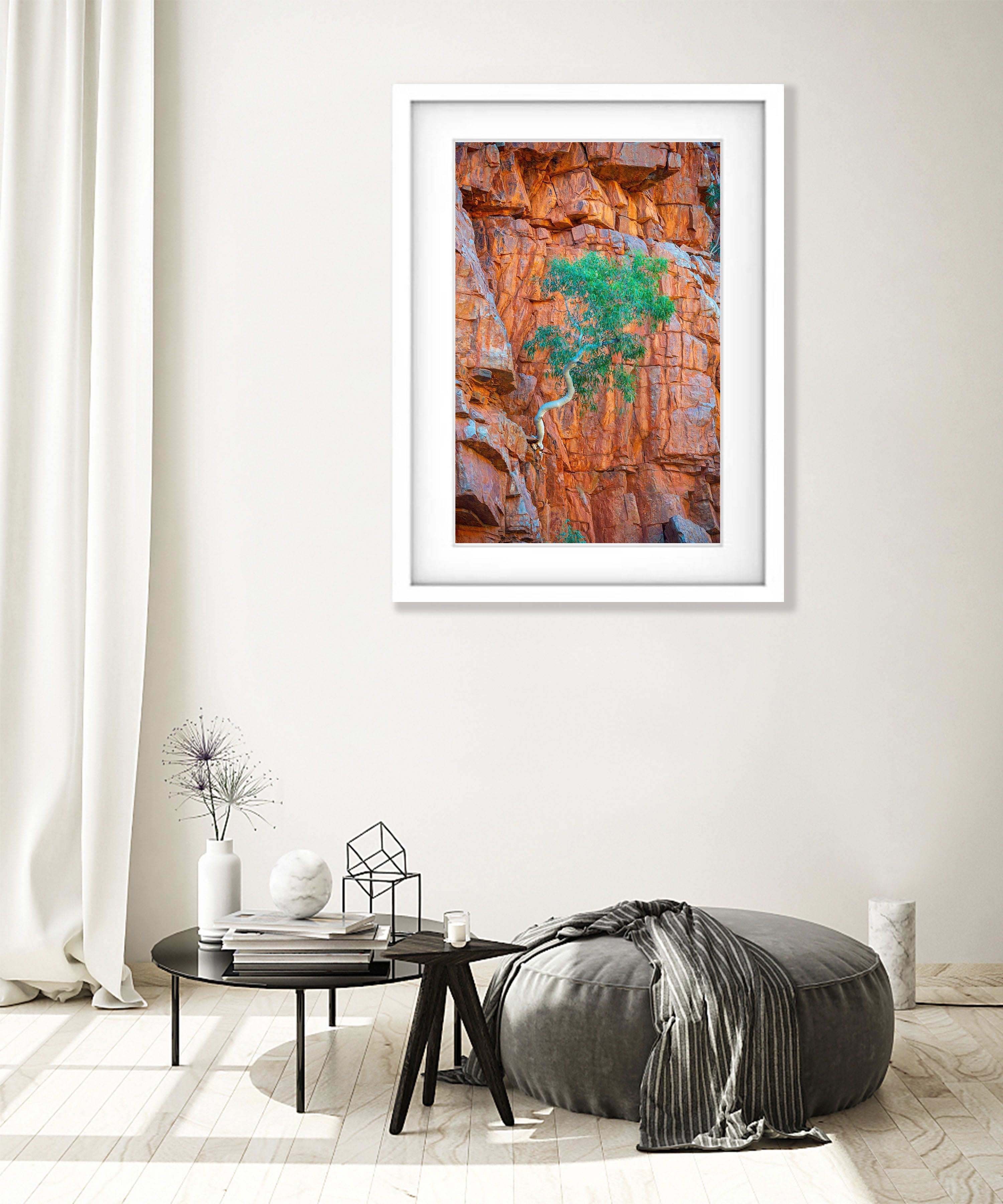 Lone Ghost Gum hanging from a cliff, Ormiston Gorge, West MacDonnell Ranges - Northern Territory