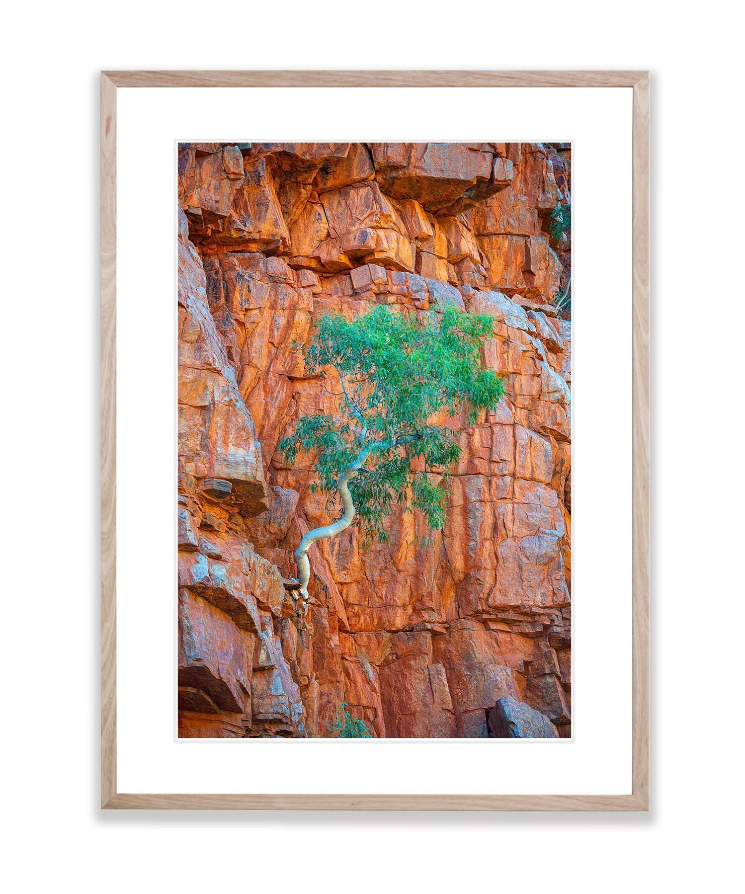 Lone Ghost Gum hanging from a cliff, Ormiston Gorge, West MacDonnell Ranges - Northern Territory