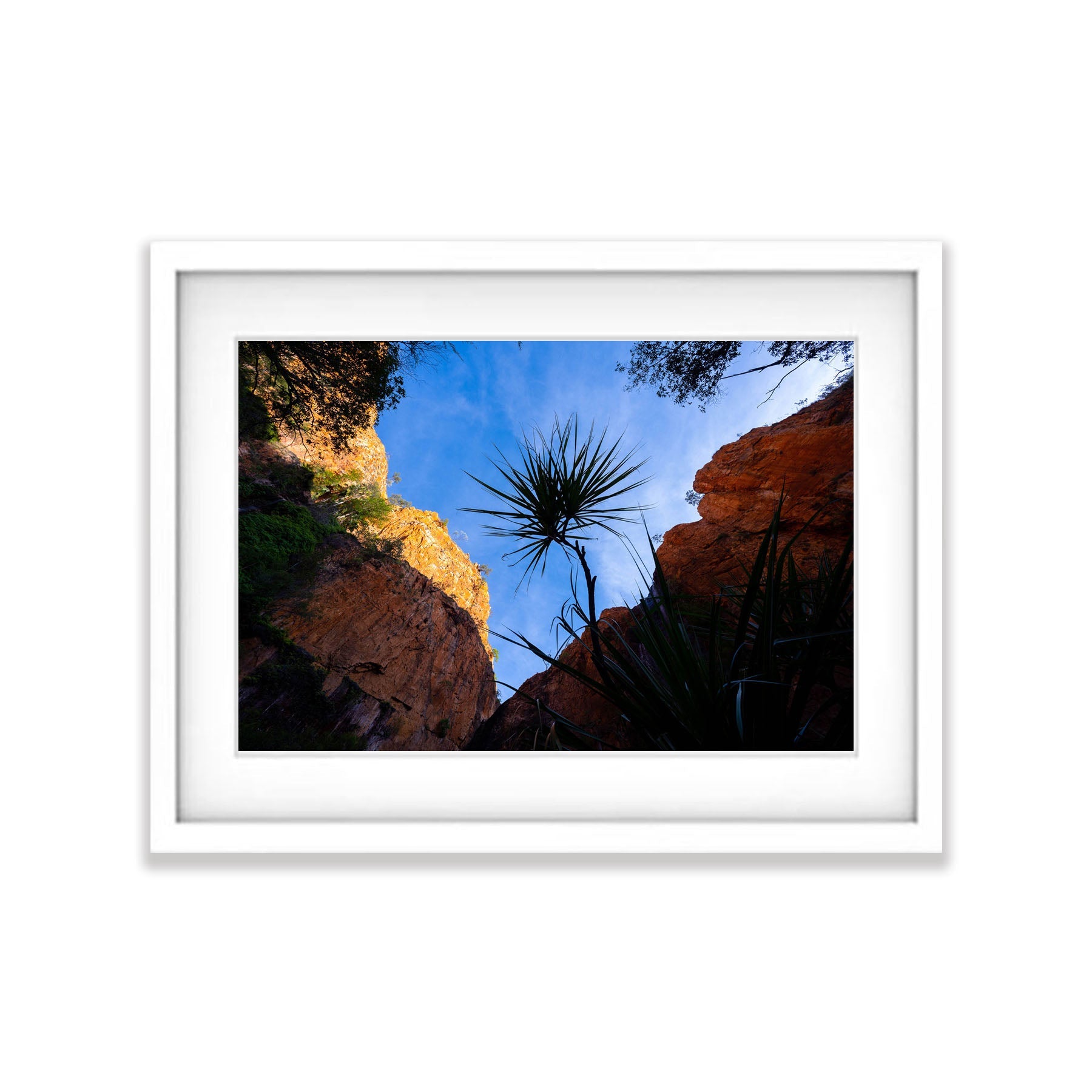 Lone Pandanus, Miri Miri Falls, The Kimberley
