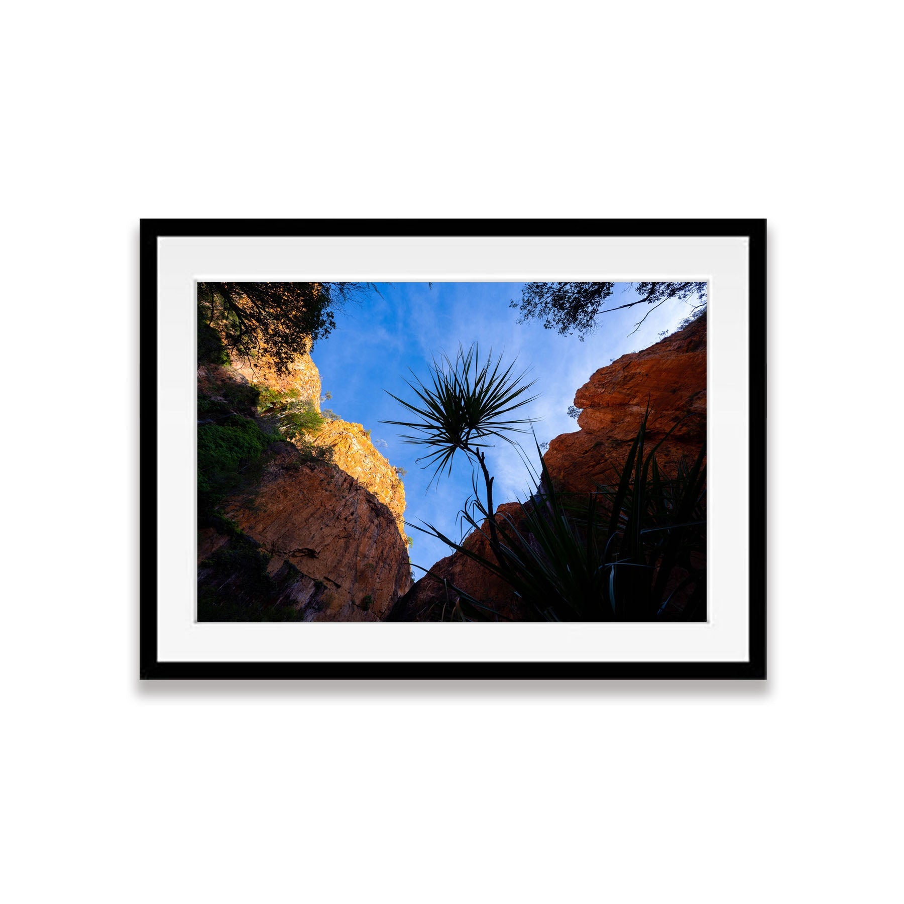 Lone Pandanus, Miri Miri Falls, The Kimberley