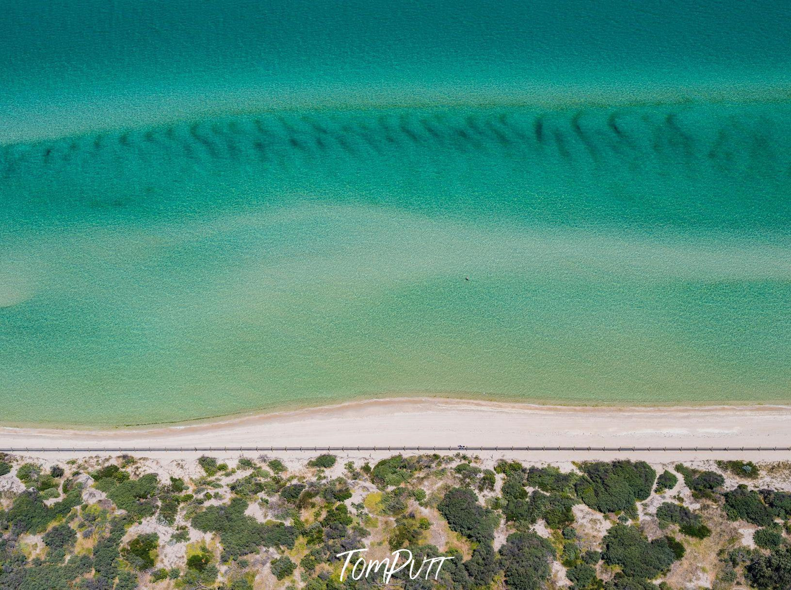 Aerial view of a seashore with a series of small trees on the beach, Lone Swimmer, Seaford