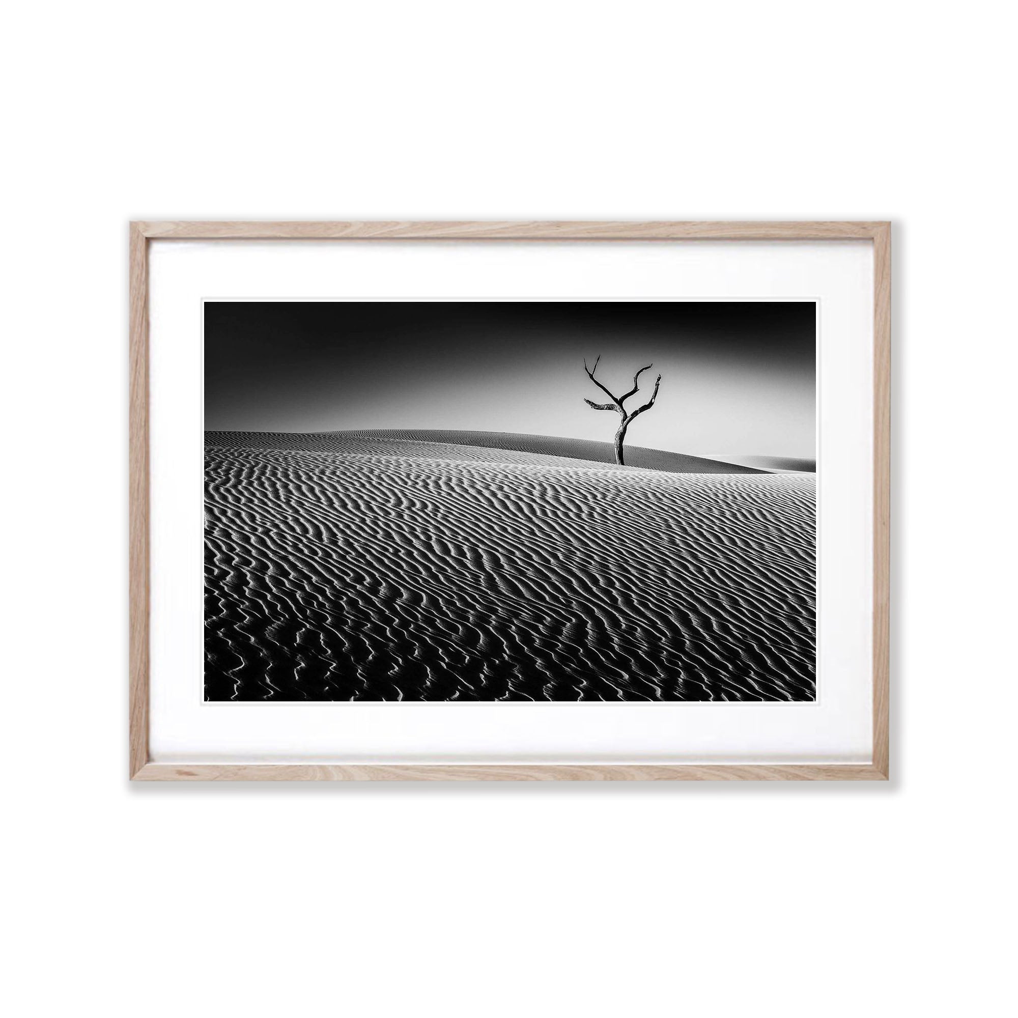 Lone Tree - Fraser Island QLD