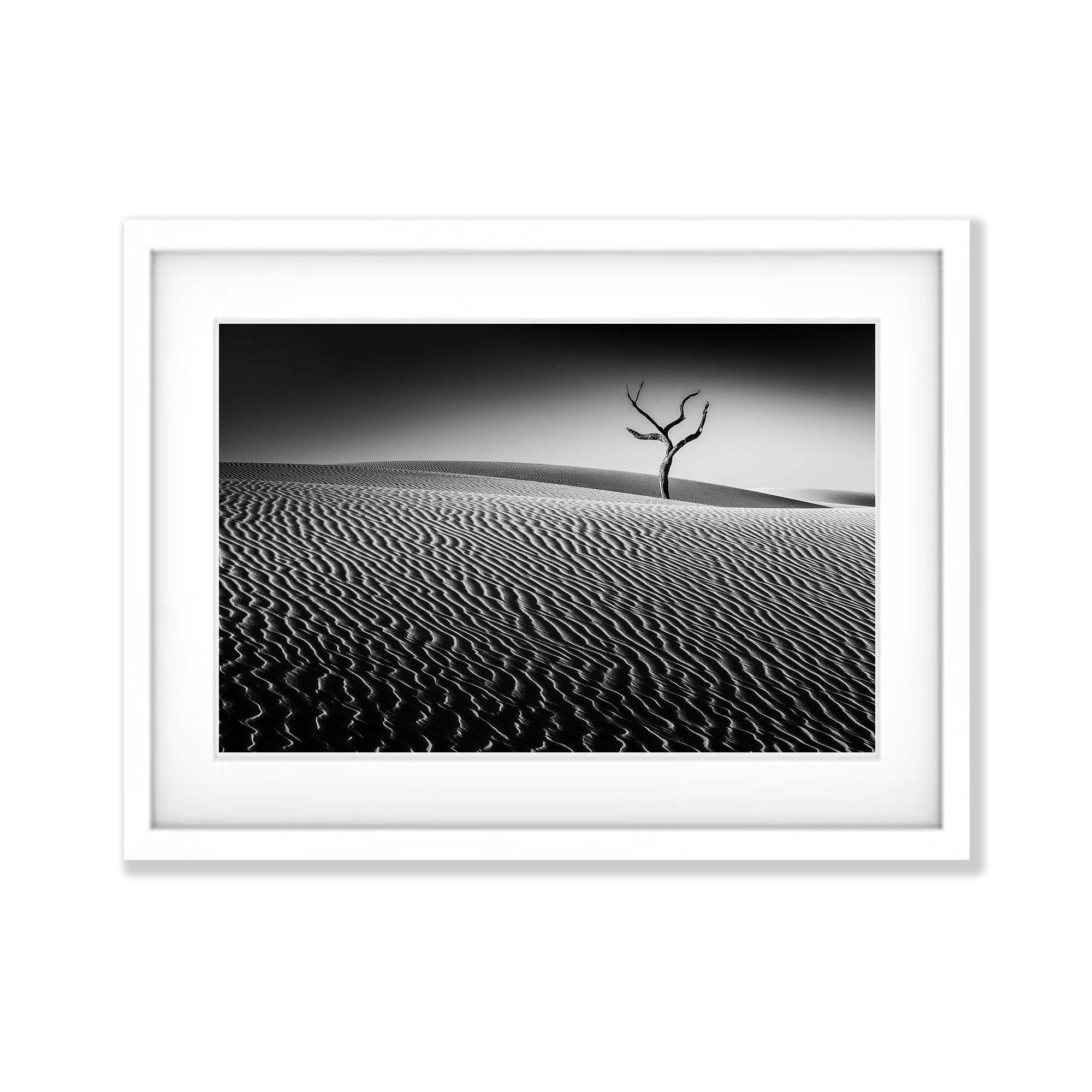 Lone Tree - Fraser Island QLD