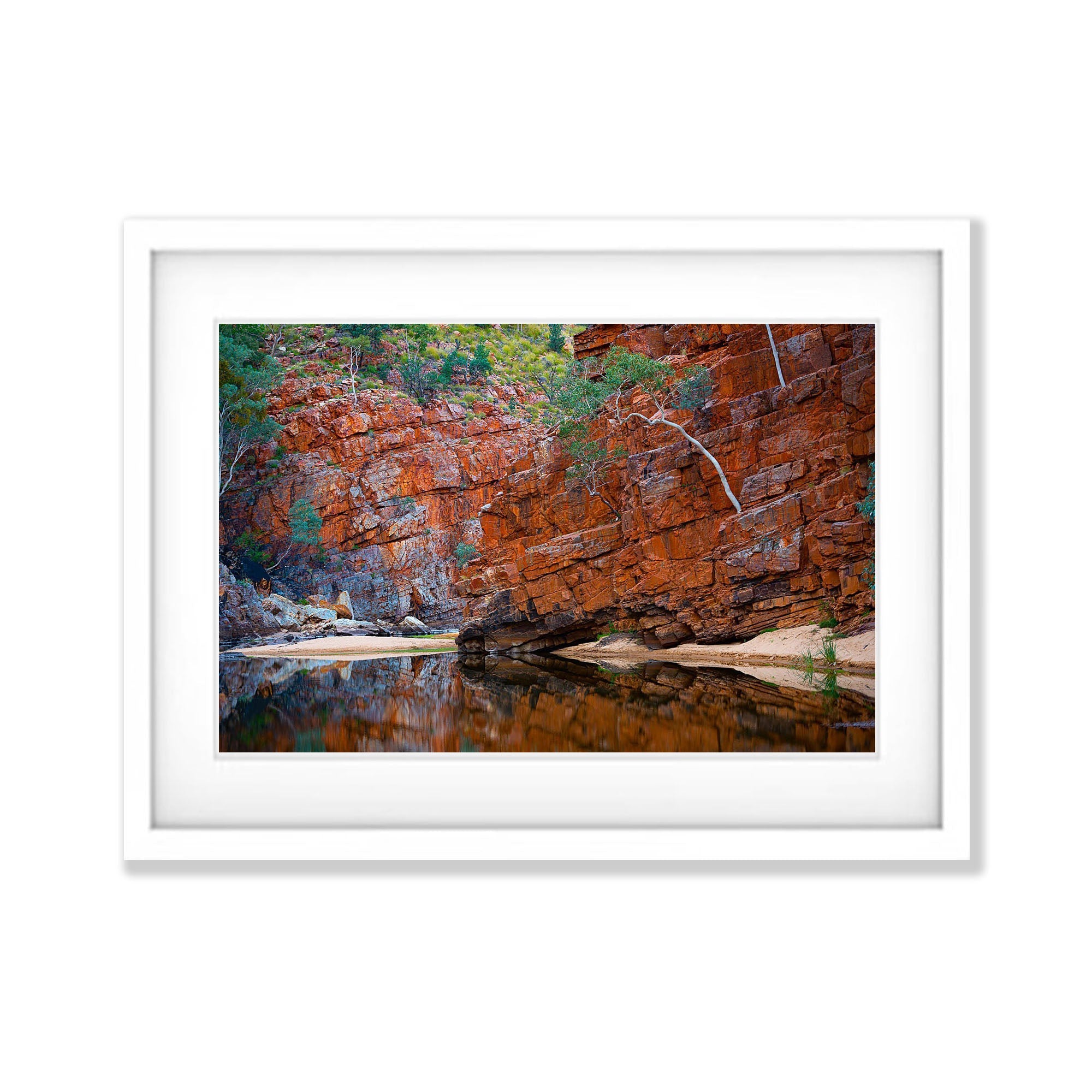 Lone Tree, Ormiston Gorge - Red Centre NT