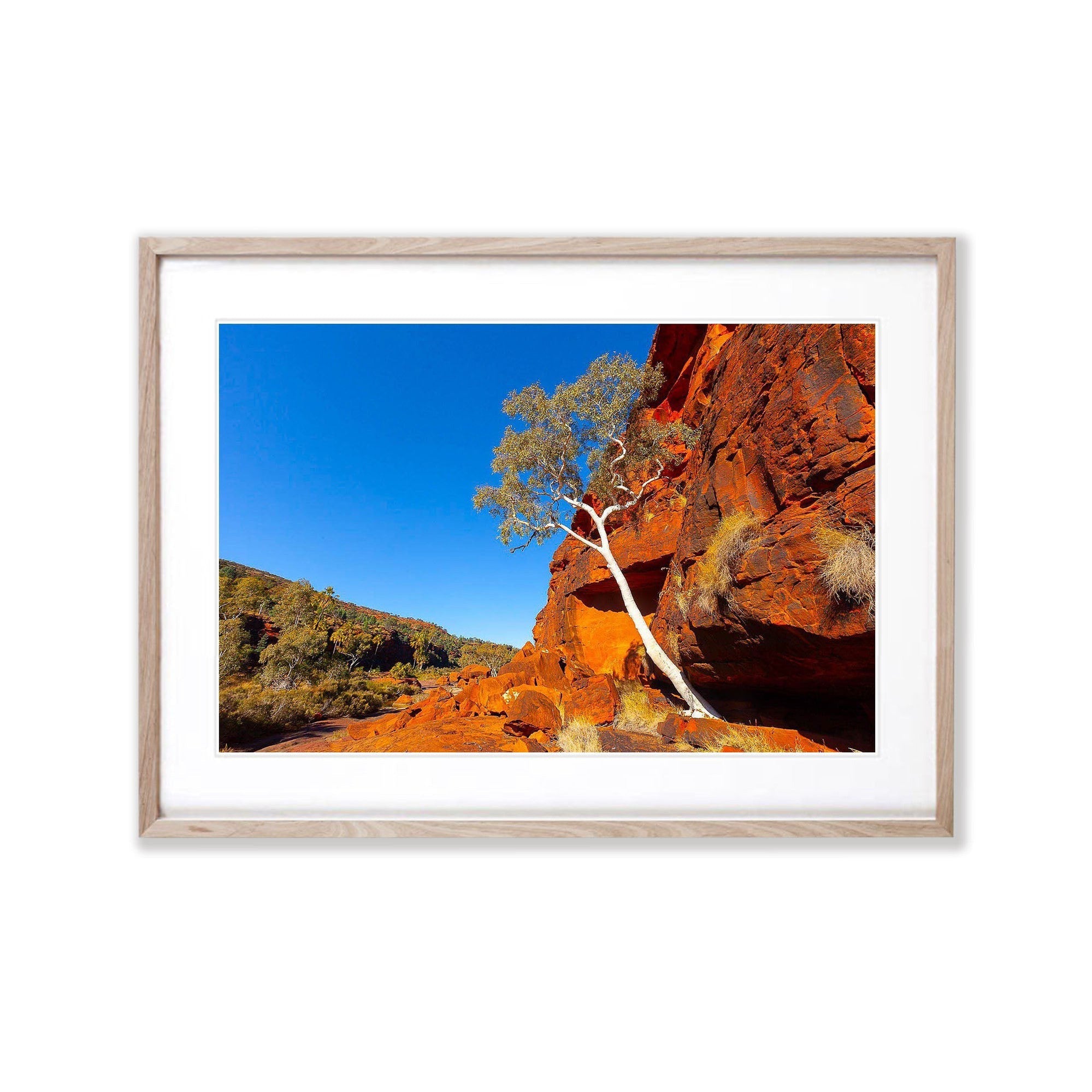 Lone Tree, Palm Valley Finke Gorge National Park - Northern Territory