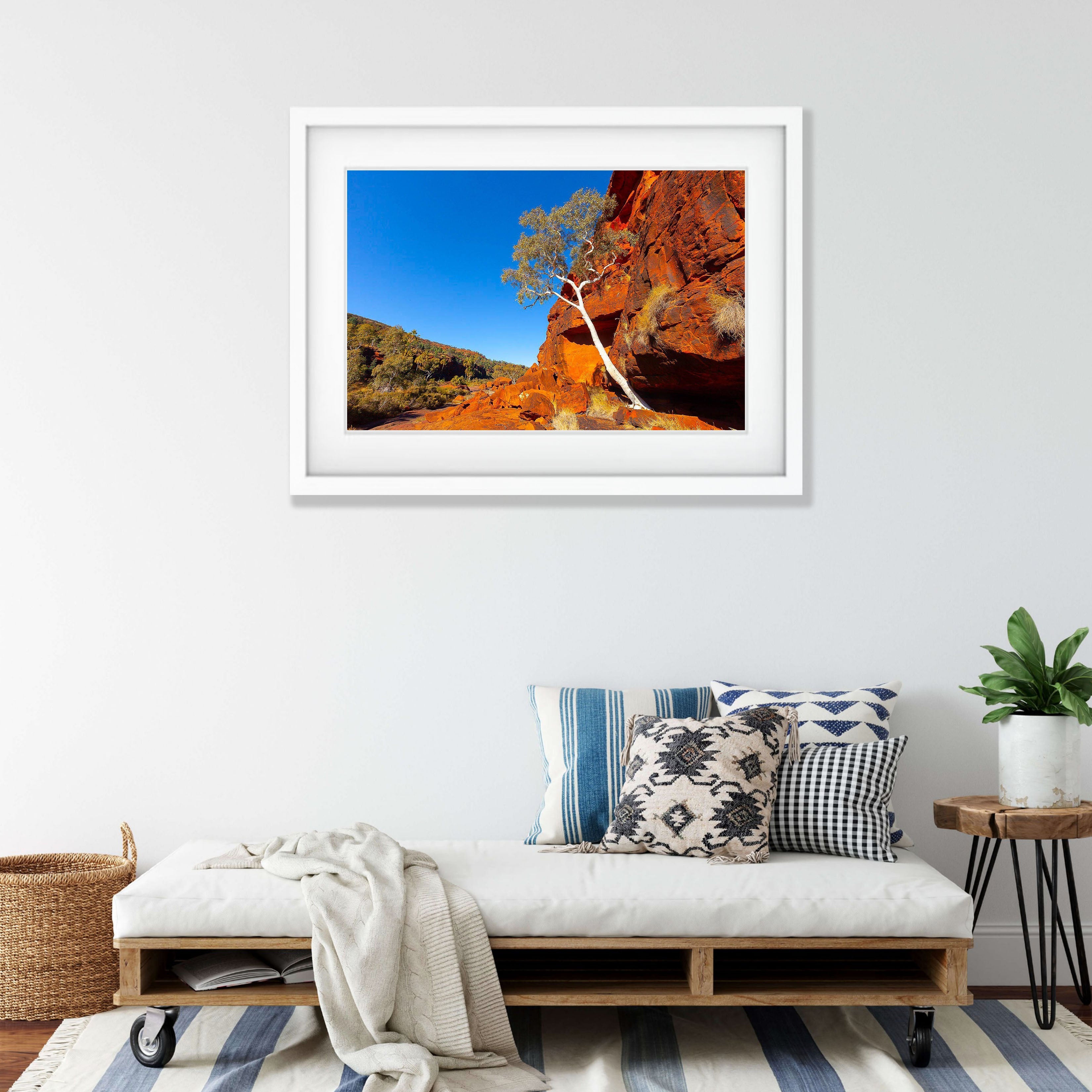 Lone Tree, Palm Valley Finke Gorge National Park - Northern Territory