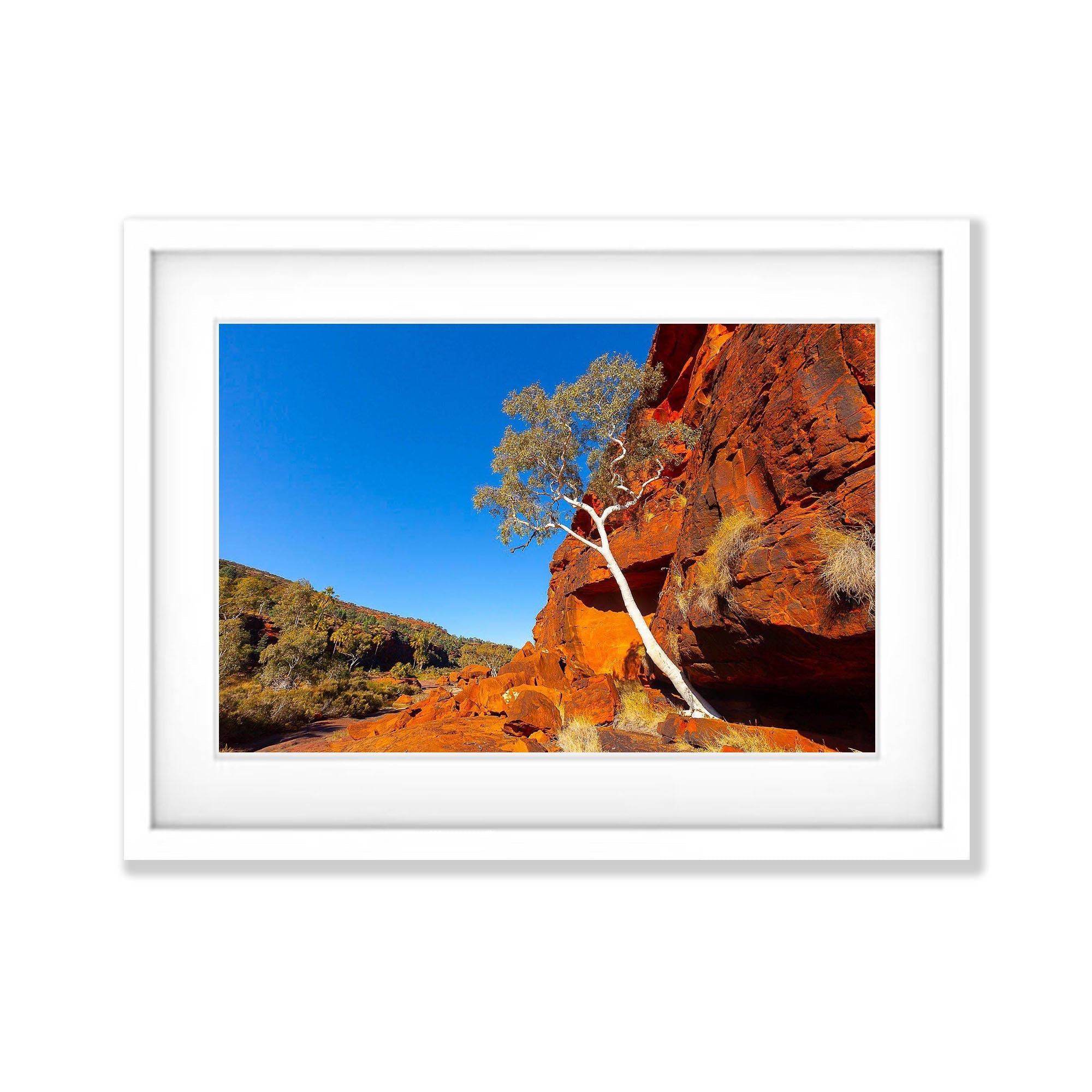 Lone Tree, Palm Valley Finke Gorge National Park - Northern Territory