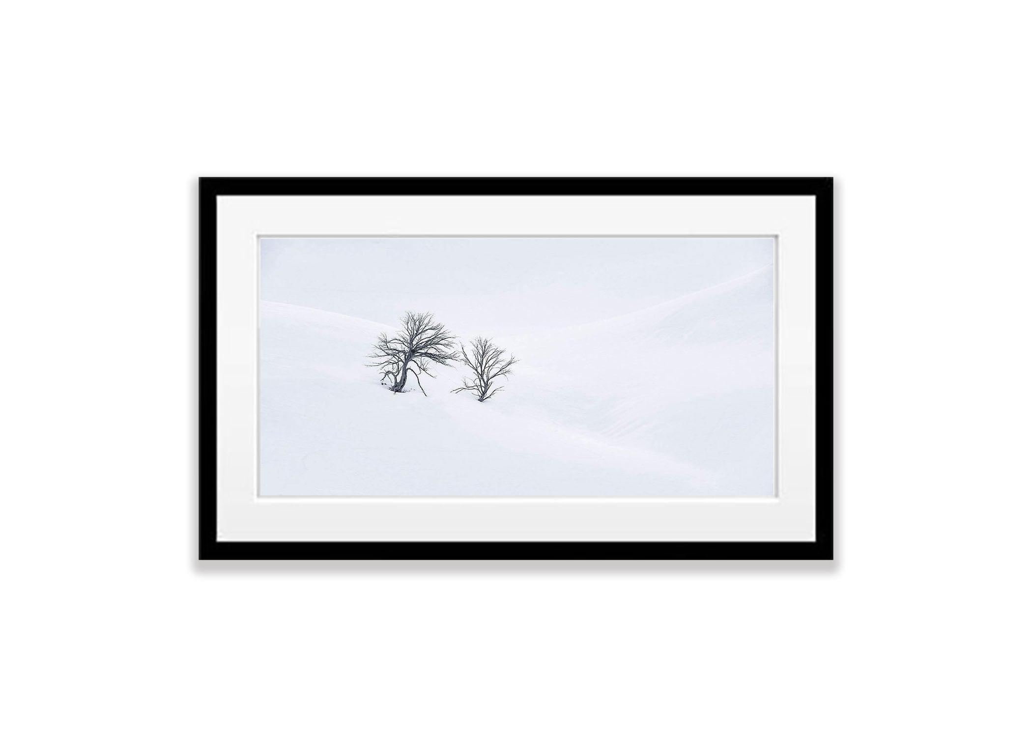 Lone Trees at Guthega - Snowy Mountains NSW