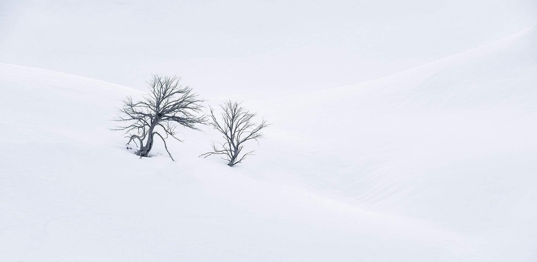 A couple of snow gum trees and a foggy on a snow-covered land, Lone Snow Gums - Snowy Mountains NSW