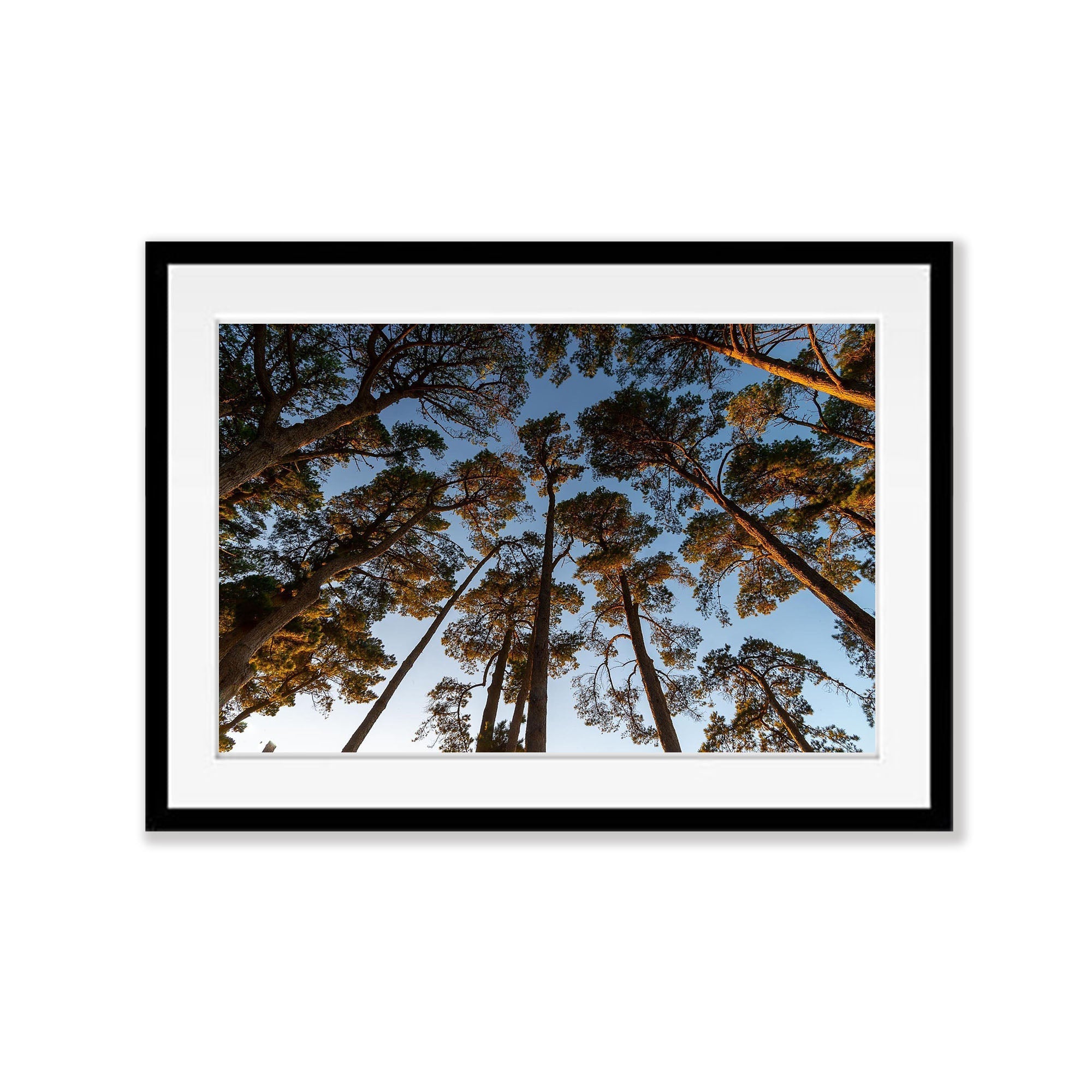 Looking Up, Shoreham Pine Forest, Mornington Peninsula, VIC