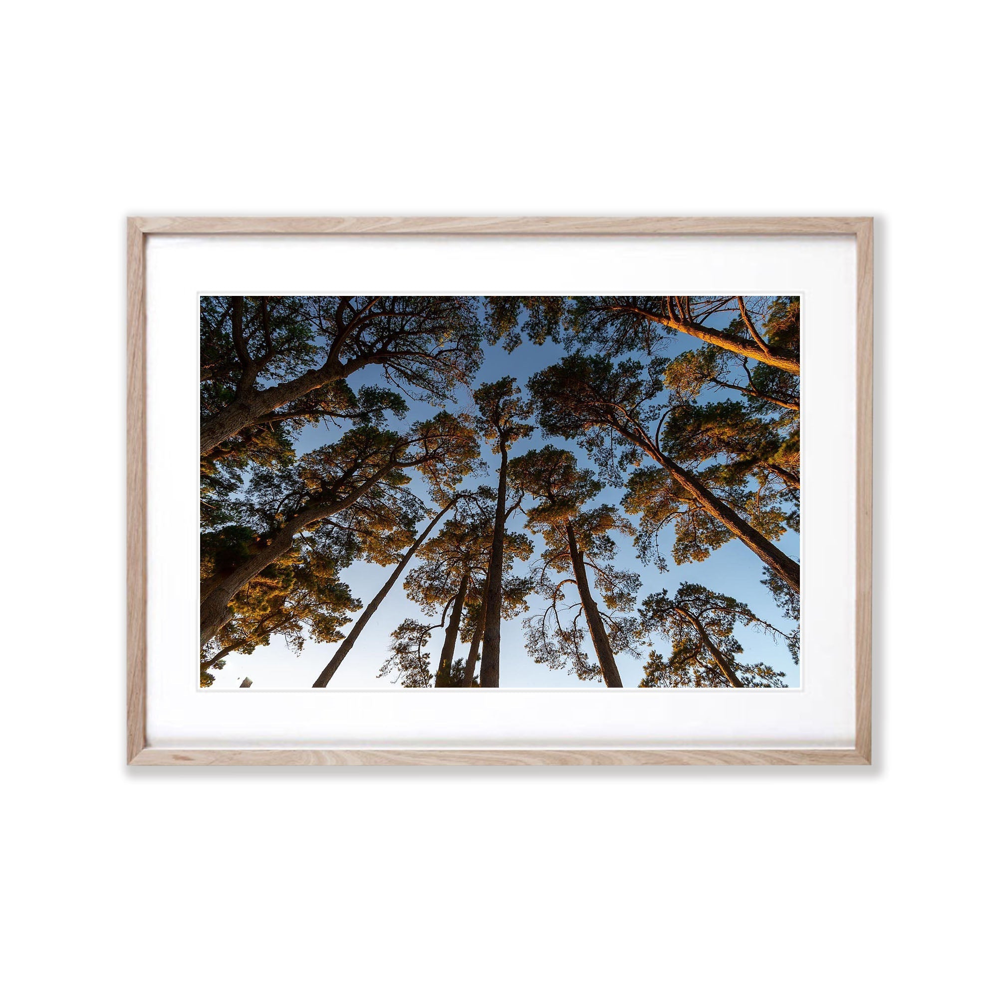 Looking Up, Shoreham Pine Forest, Mornington Peninsula, VIC