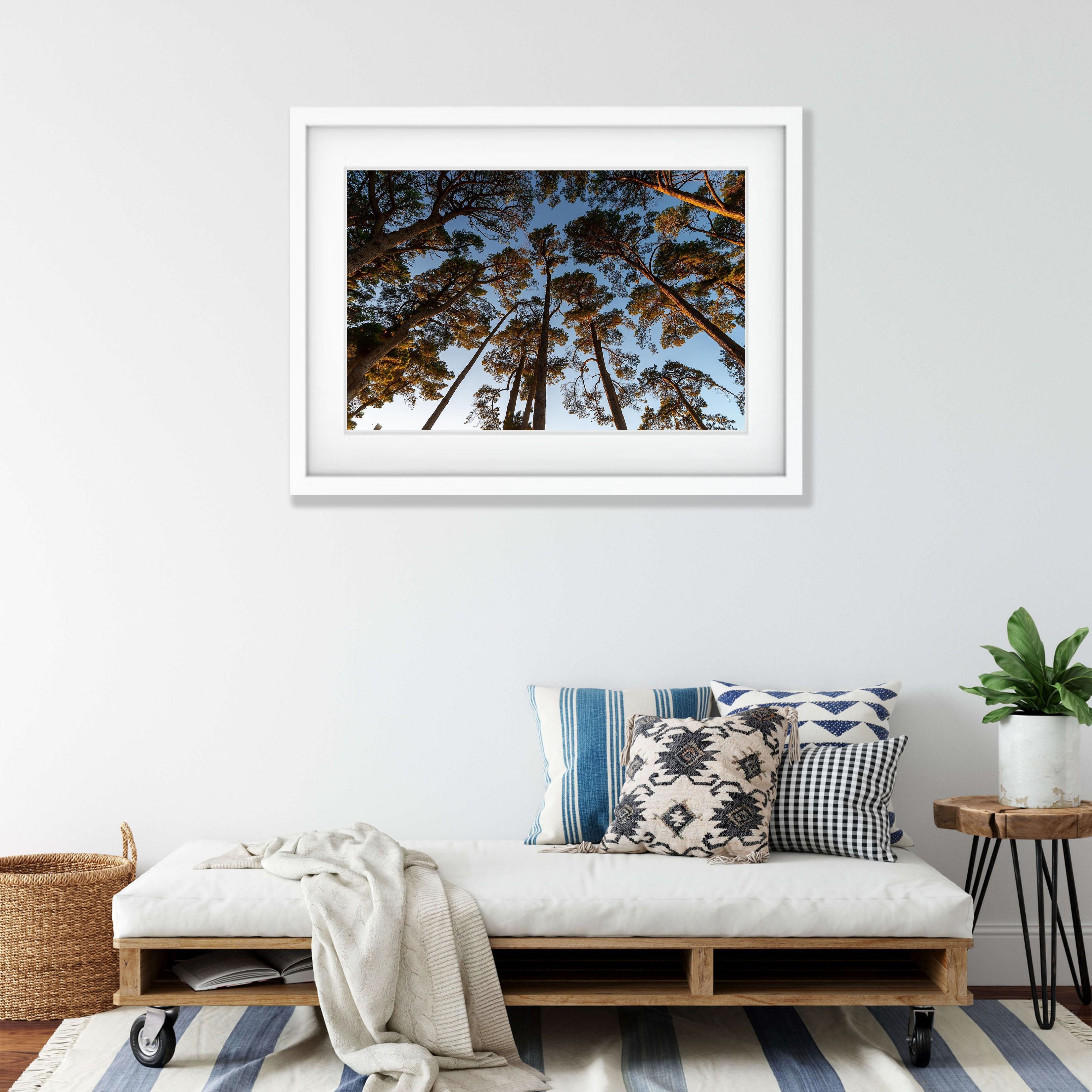 Looking Up, Shoreham Pine Forest, Mornington Peninsula, VIC