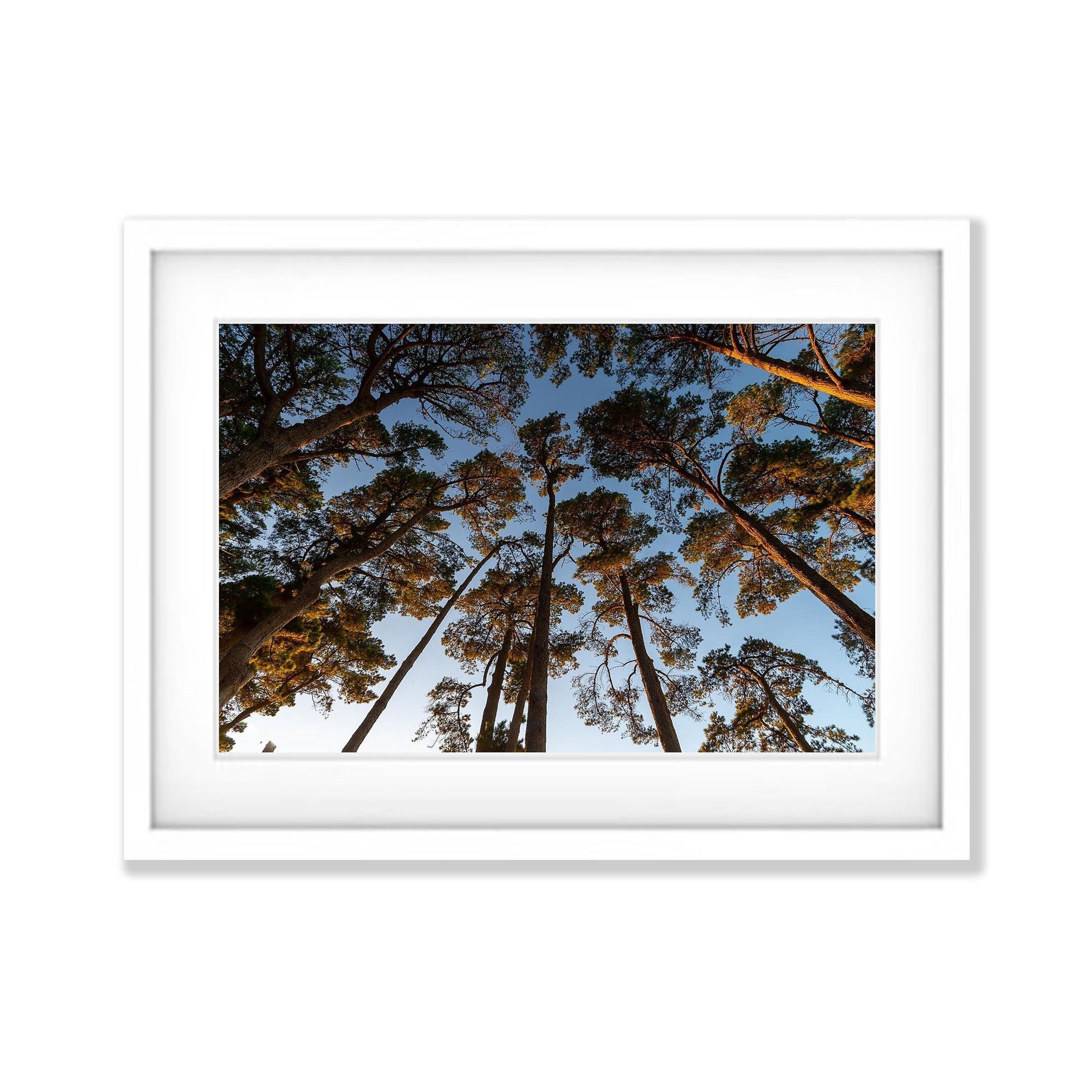 Looking Up, Shoreham Pine Forest, Mornington Peninsula, VIC