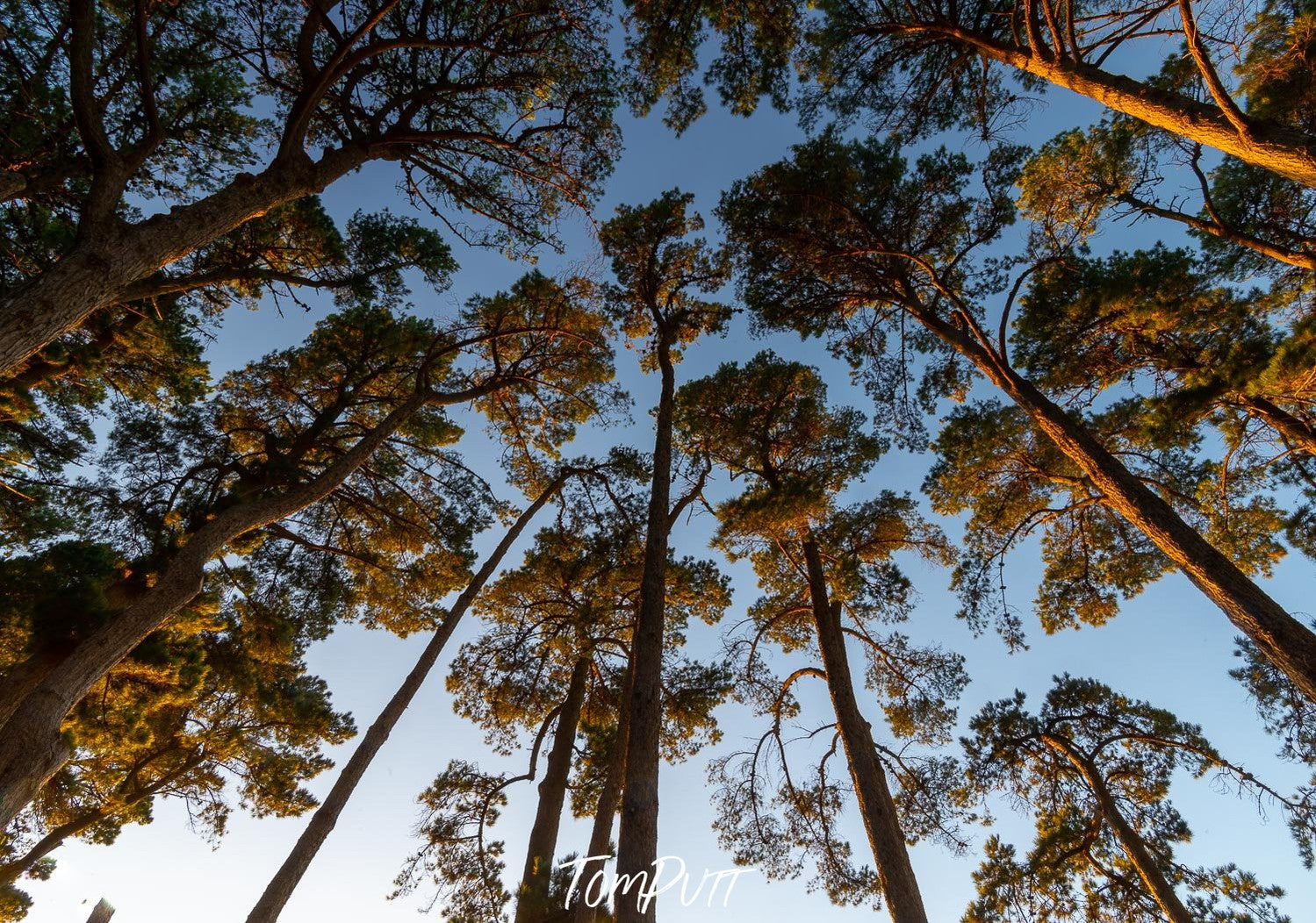 From ground angle shot of a circular group of long-standing trees, Looking Up, Shoreham Pine Forest - Mornington Peninsula VIC