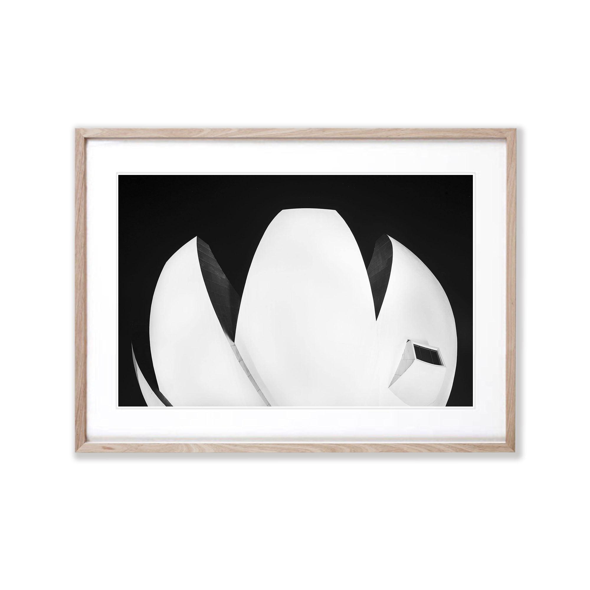 Lotus Leaf