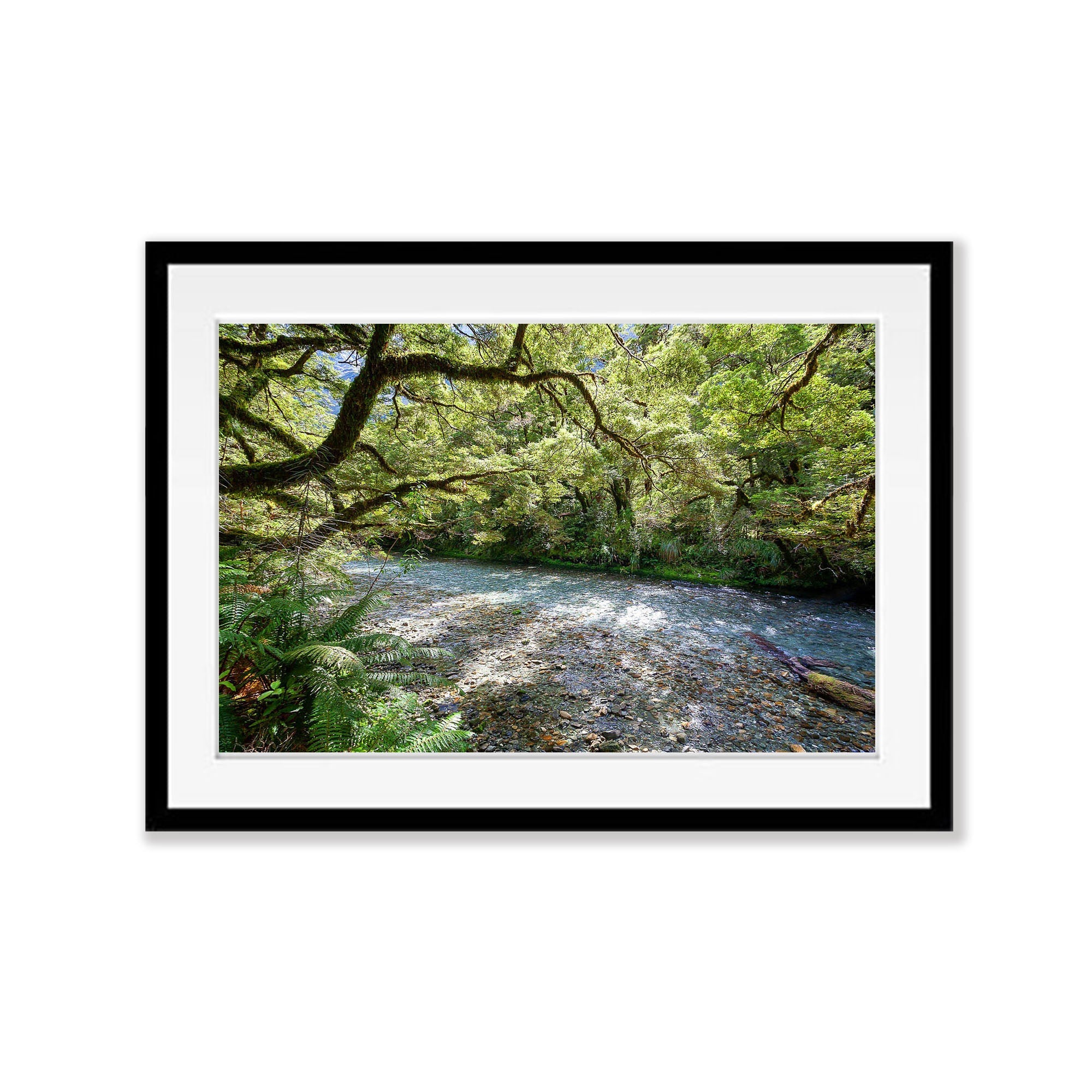 Lush Rainforest along the Clinton River, Milford Track - New Zealand