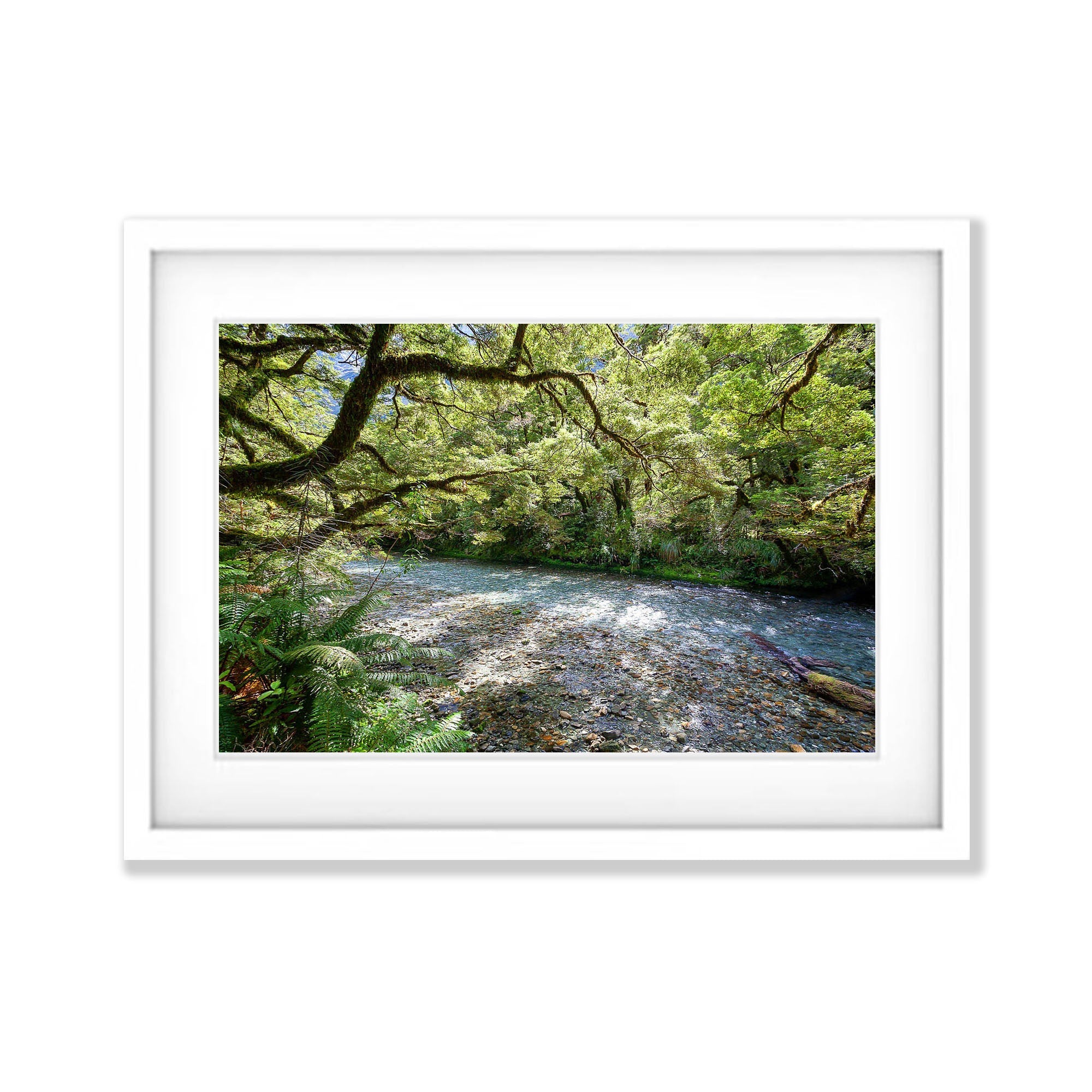 Lush Rainforest along the Clinton River, Milford Track - New Zealand