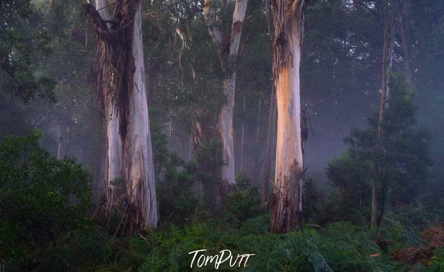 Majestic Giants, Red Hill, Mornington Peninsula, VIC