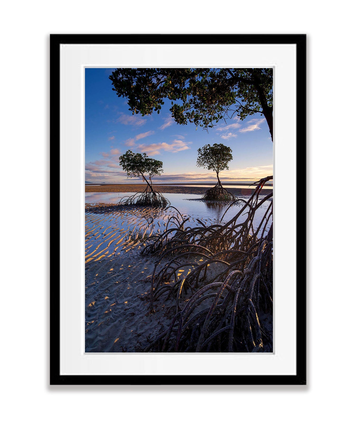 Mangrove Tree roots exposed at low tide, Far North Queensland