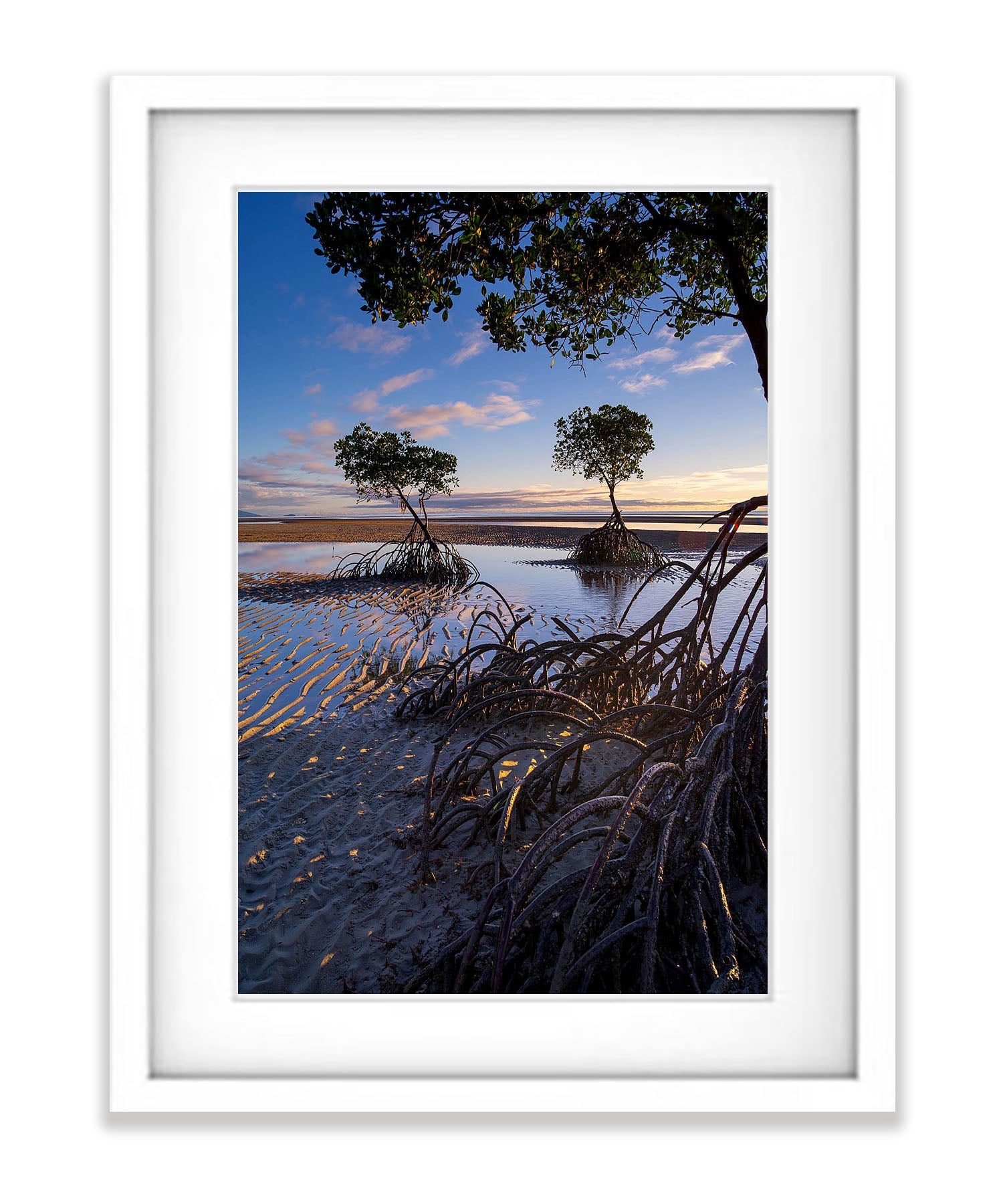 Mangrove Tree roots exposed at low tide, Far North Queensland