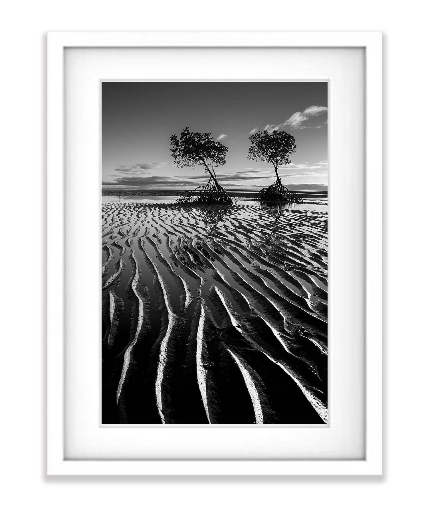 Mangroves exposed at low tide, Far North Queensland