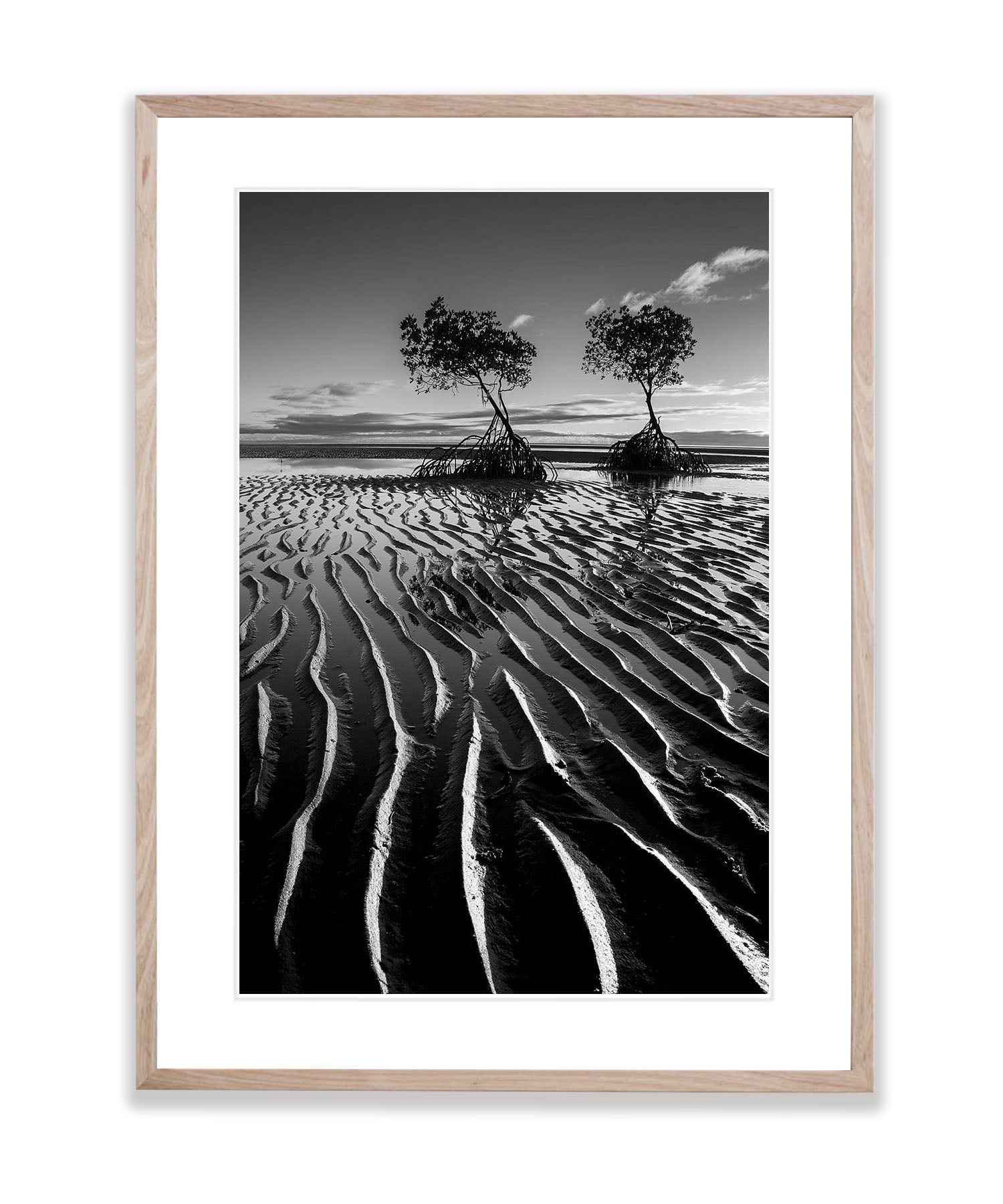 Mangroves exposed at low tide, Far North Queensland