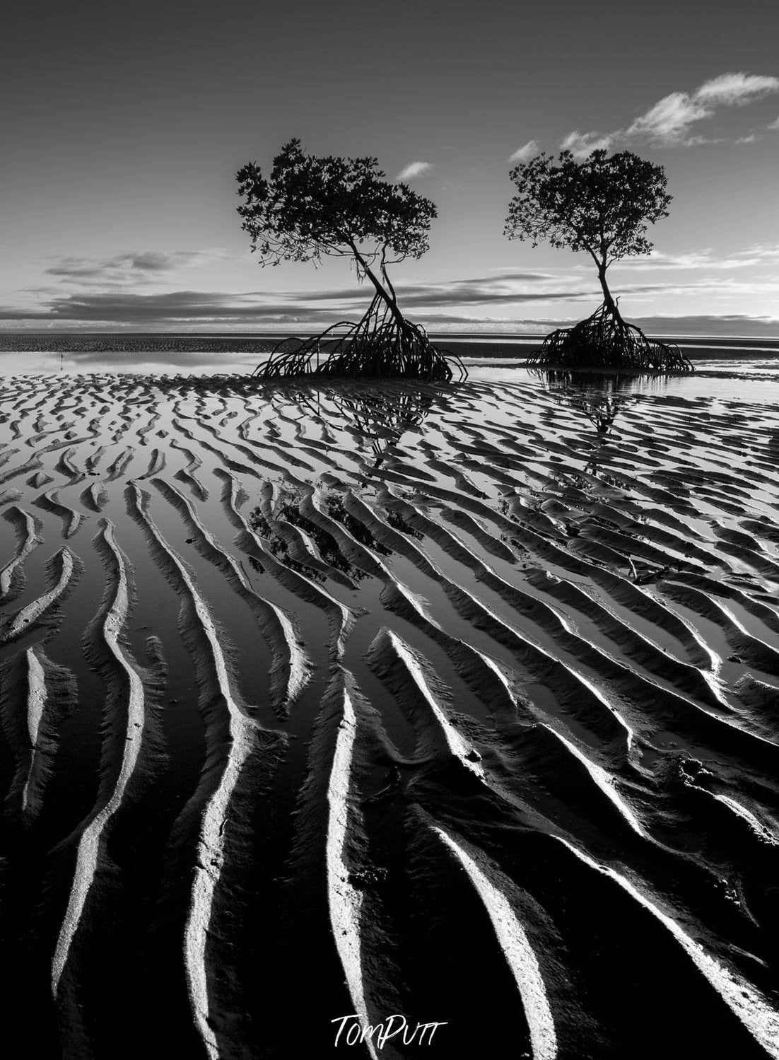 Dark muddy lake with two trees, Mangroves exposed at low tide, Far North Queensland